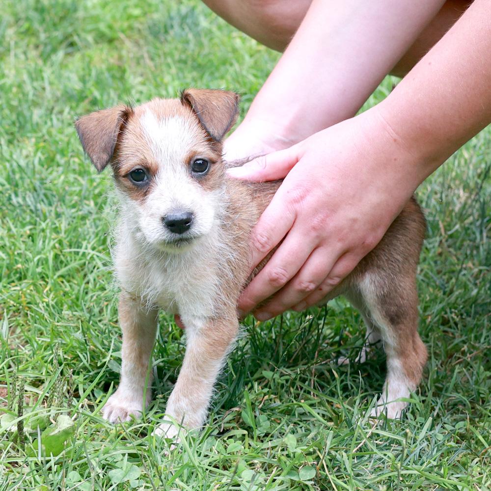 Rylee (Male), a Adoptable mixed breed in West Grove, PA image 2/6