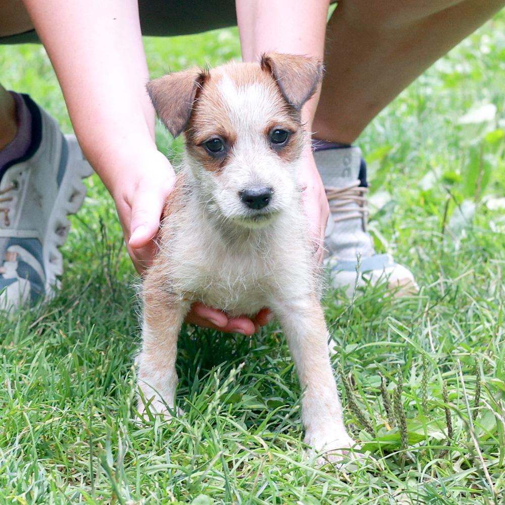 Rylee (Male), a Adoptable mixed breed in West Grove, PA image 4/6