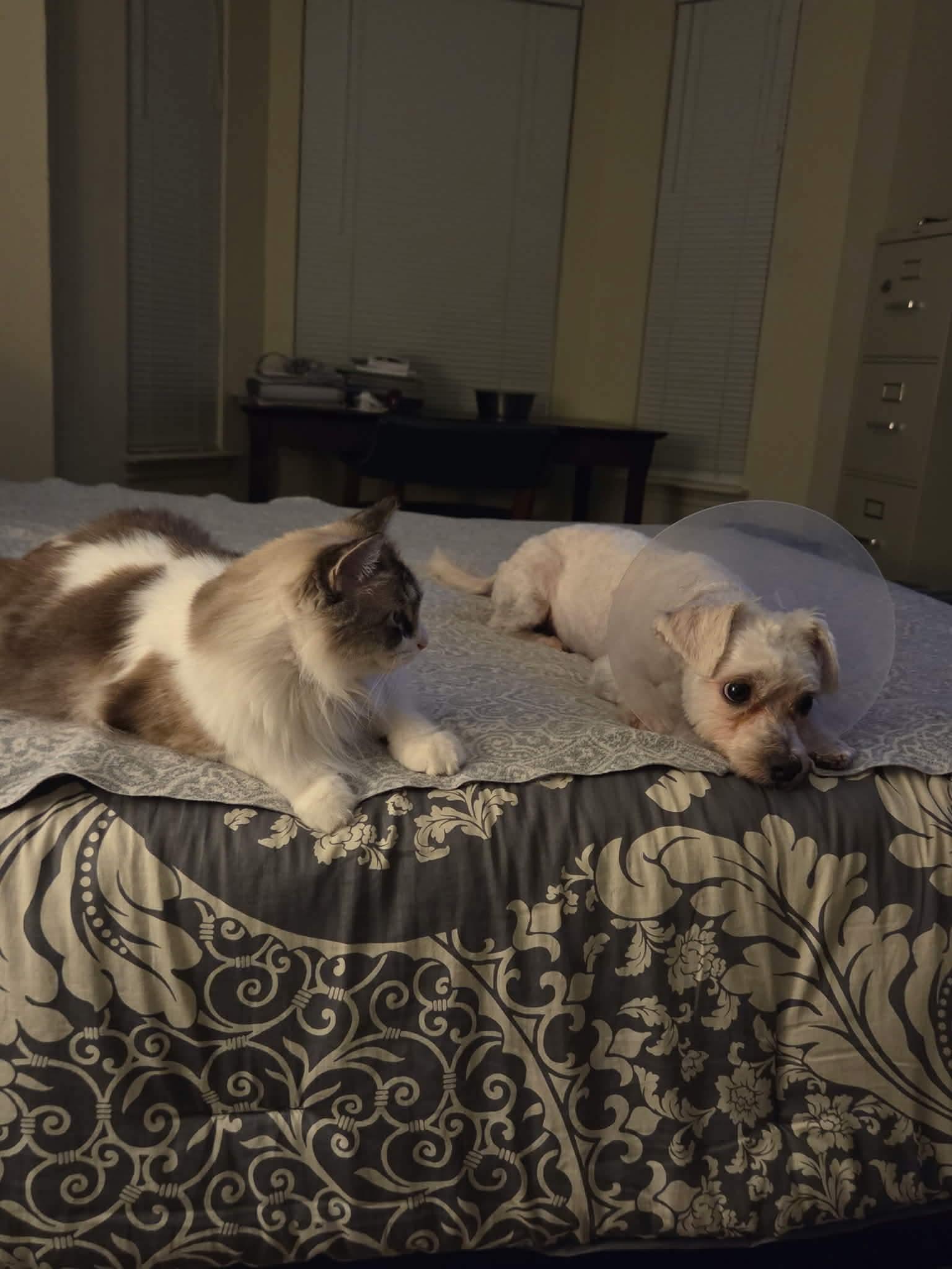 Enlarge Pickles, an adopted Maltese in Charlotte, NC image 3/5