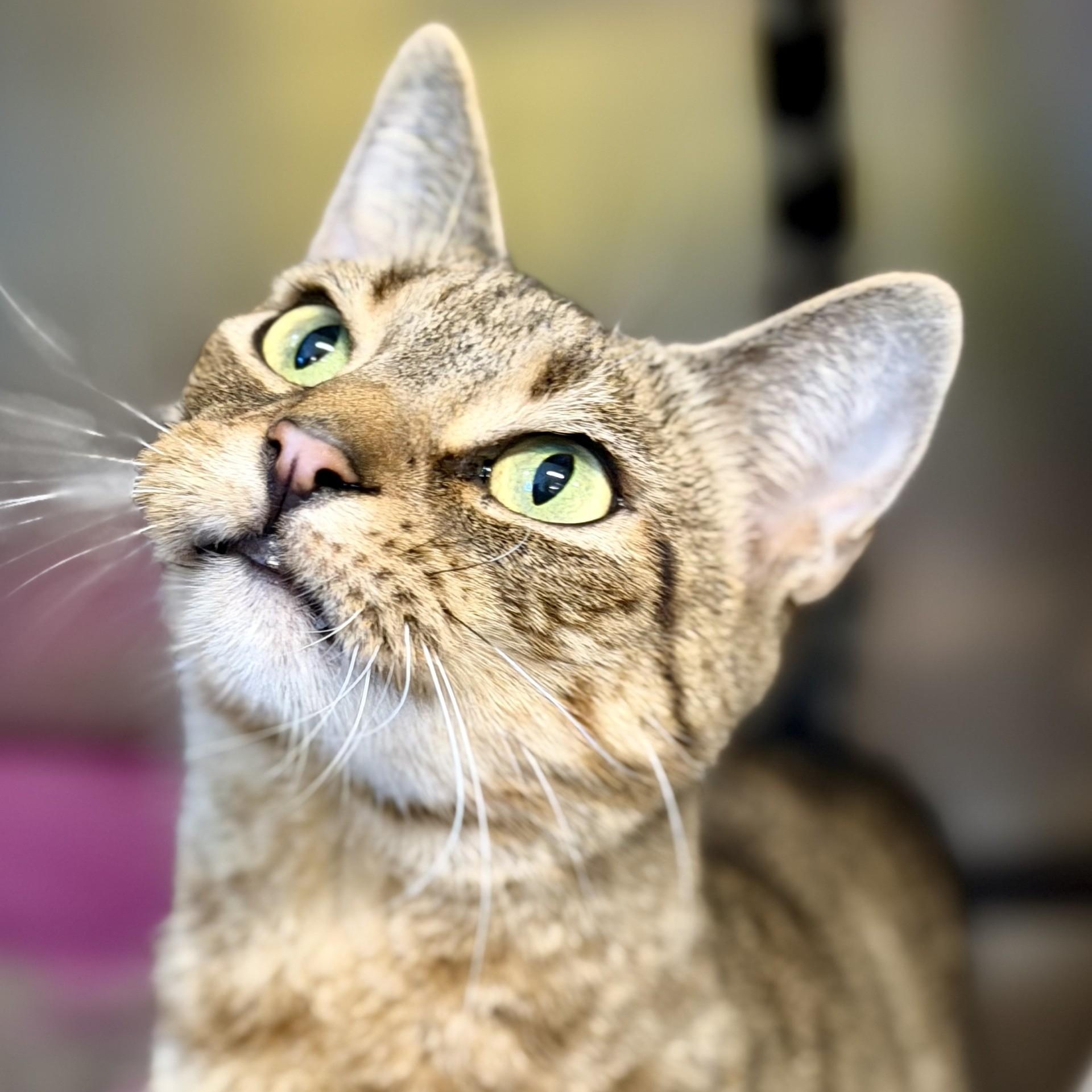 Enlarge Jacob, a ADOPTABLE Domestic Short Hair in Jackson, NJ image 2/2