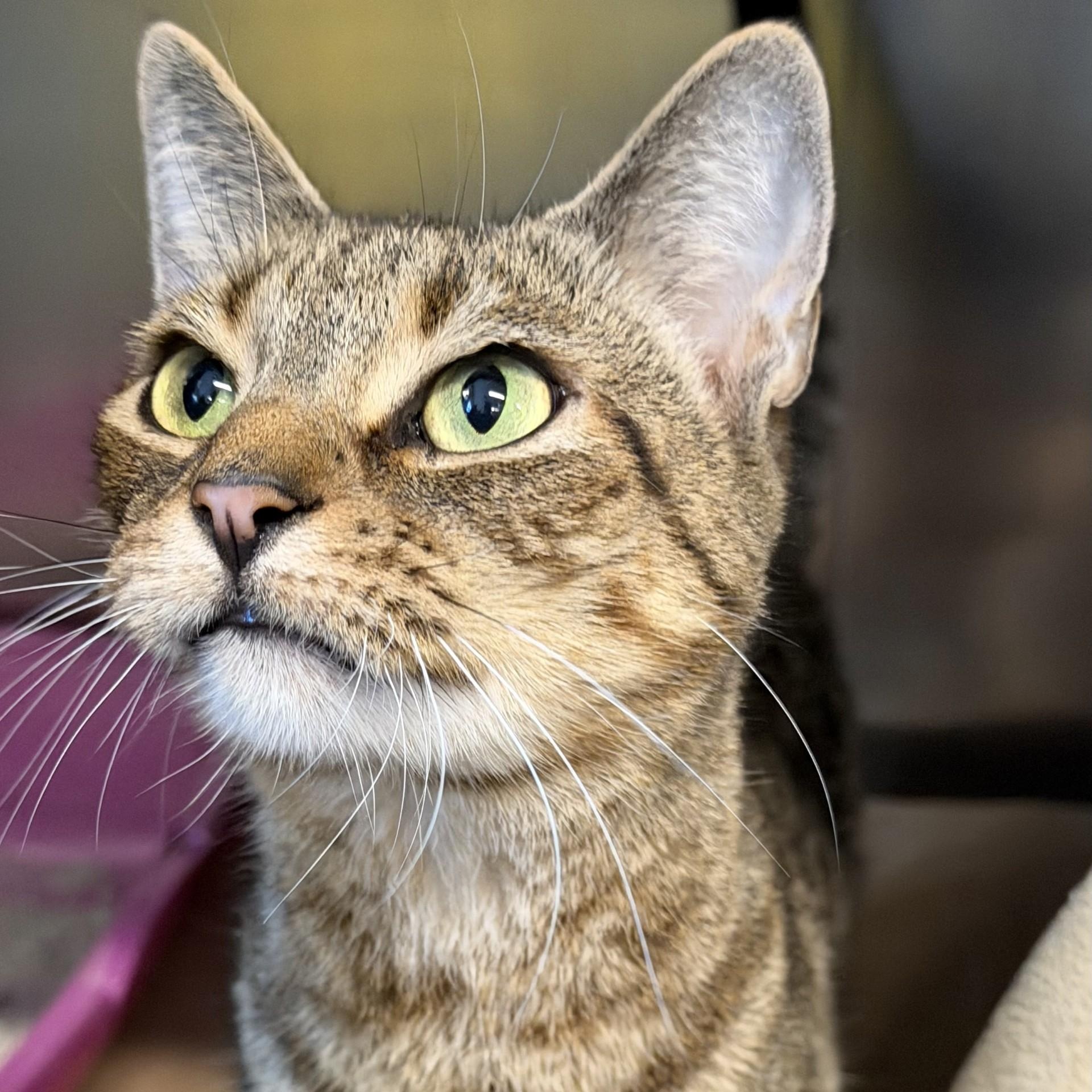 Jacob, ADOPTABLE, Adult Male Domestic Short Hair.