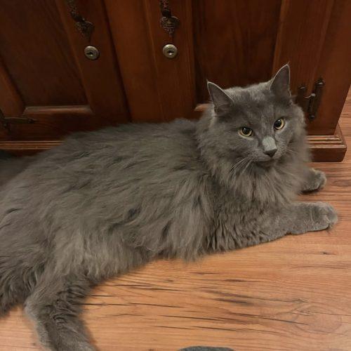 Enlarge Miles, a Adoptable Domestic Long Hair in Seven Valleys, PA image 1/3