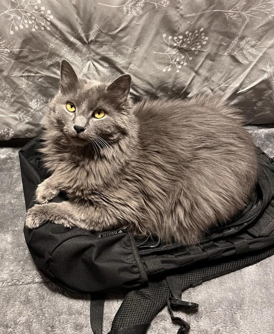Enlarge Miles, a Adoptable Domestic Long Hair in Seven Valleys, PA image 3/3