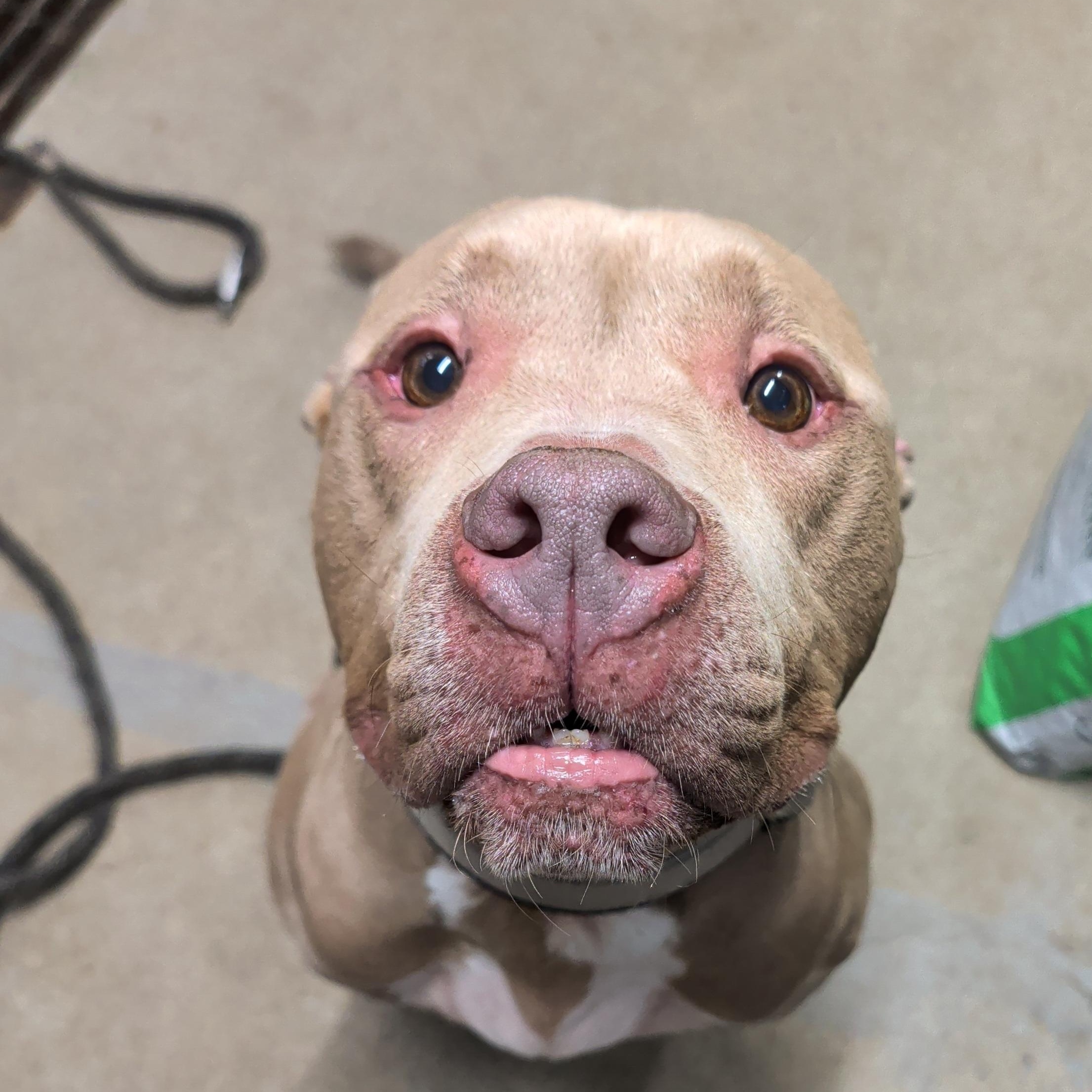 Micky, ADOPTABLE, Adult Male Pit Bull Terrier.