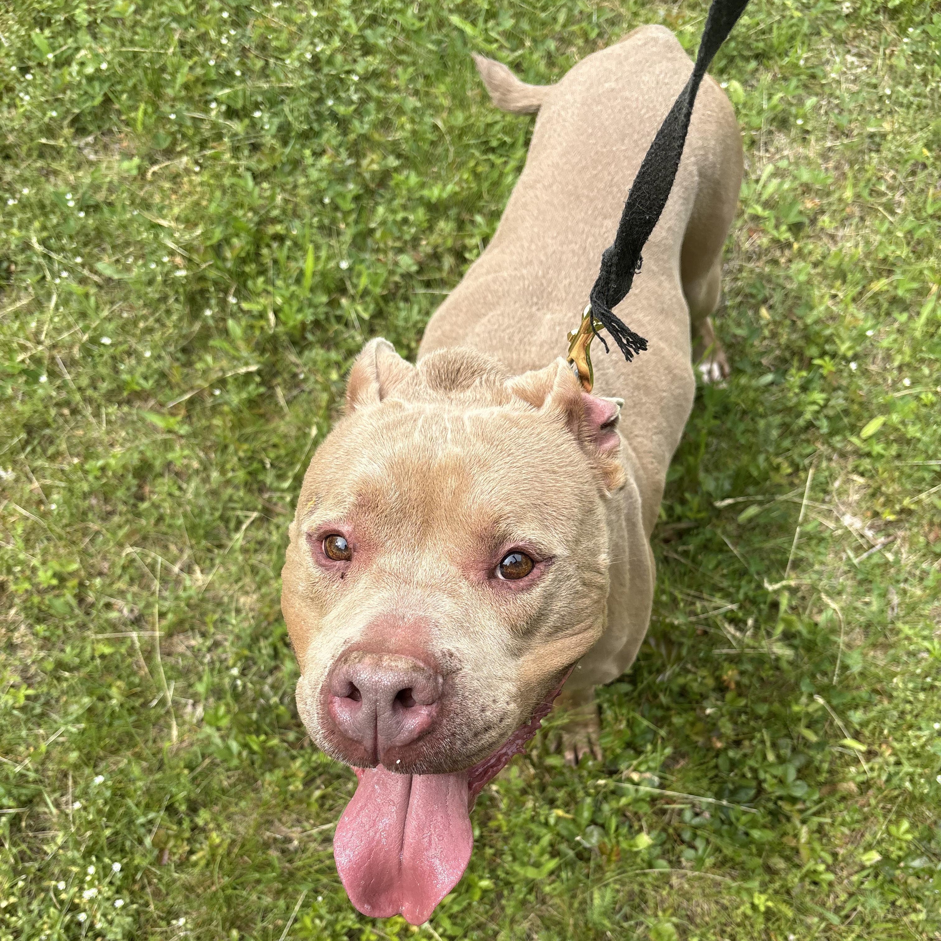 Micky, a ADOPTABLE Pit Bull Terrier in North Grosvenordale, CT image 5/5