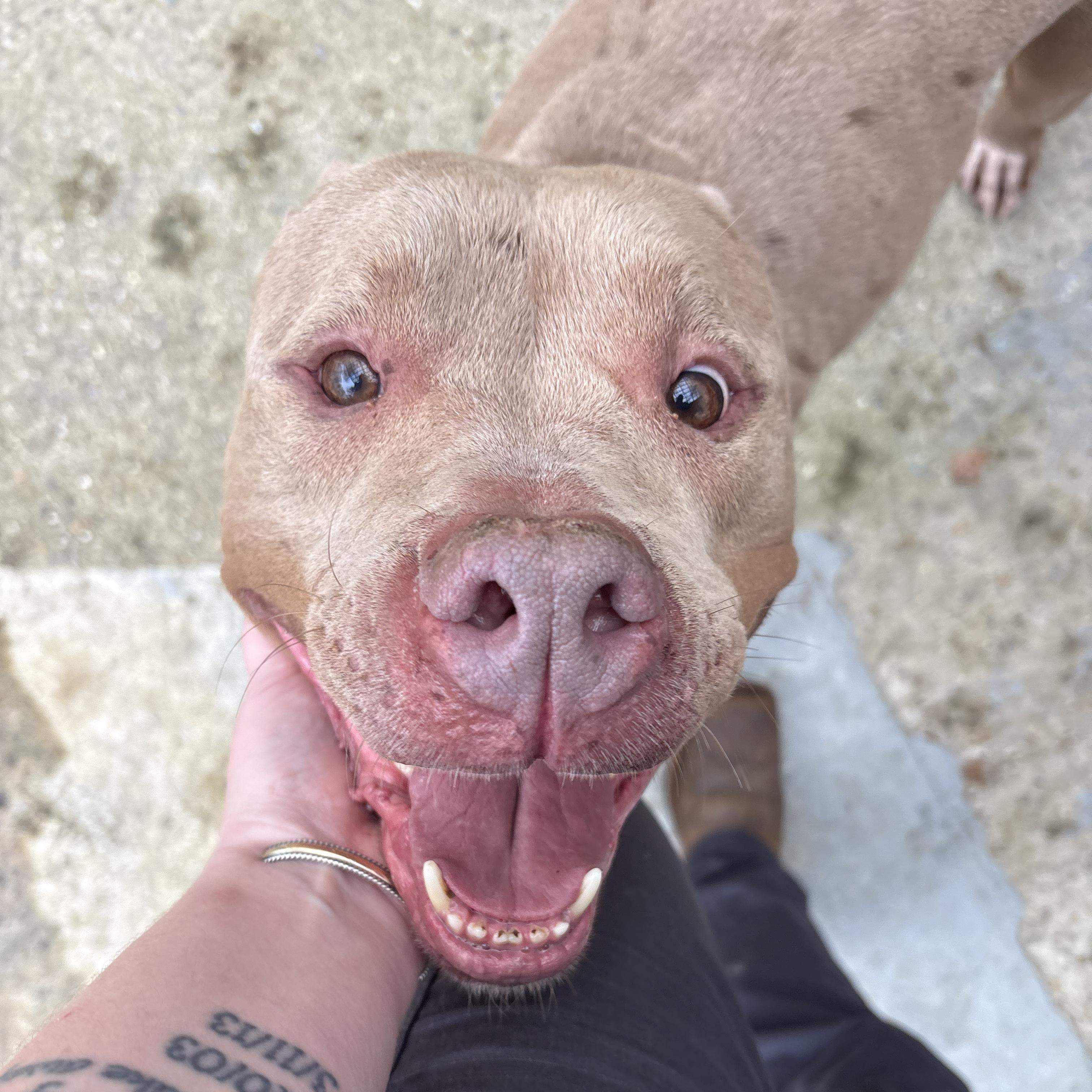 Micky, a ADOPTABLE Pit Bull Terrier in North Grosvenordale, CT image 4/5