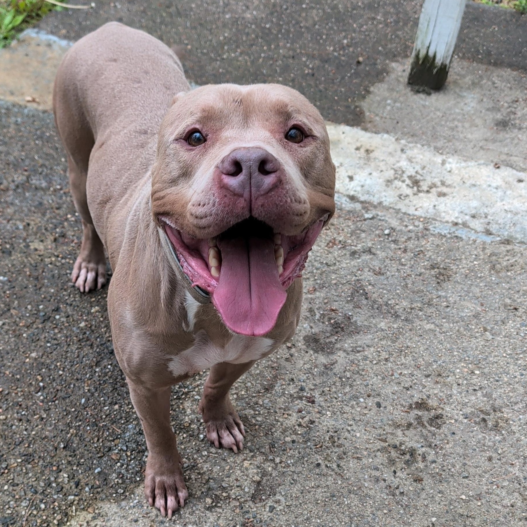 Micky, a ADOPTABLE Pit Bull Terrier in North Grosvenordale, CT image 2/5