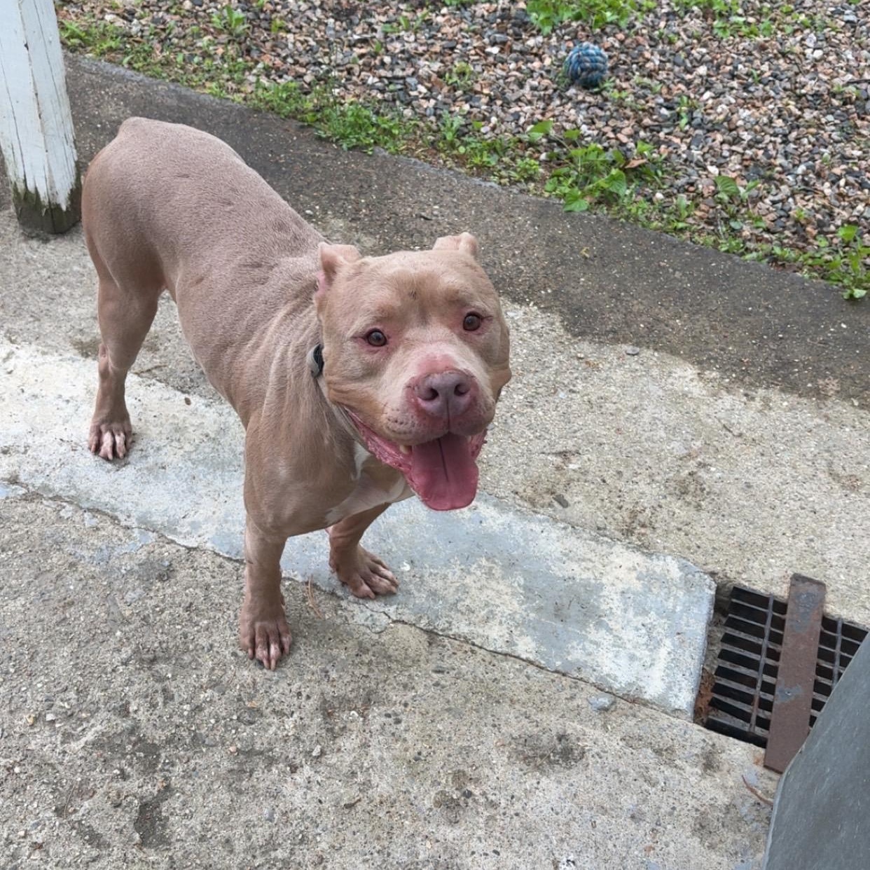 Micky, a ADOPTABLE Pit Bull Terrier in North Grosvenordale, CT image 3/5