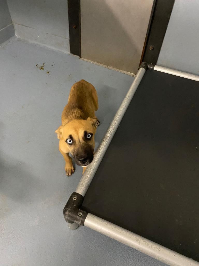 Frida, Adoptable, Puppy Female Mixed Breed.