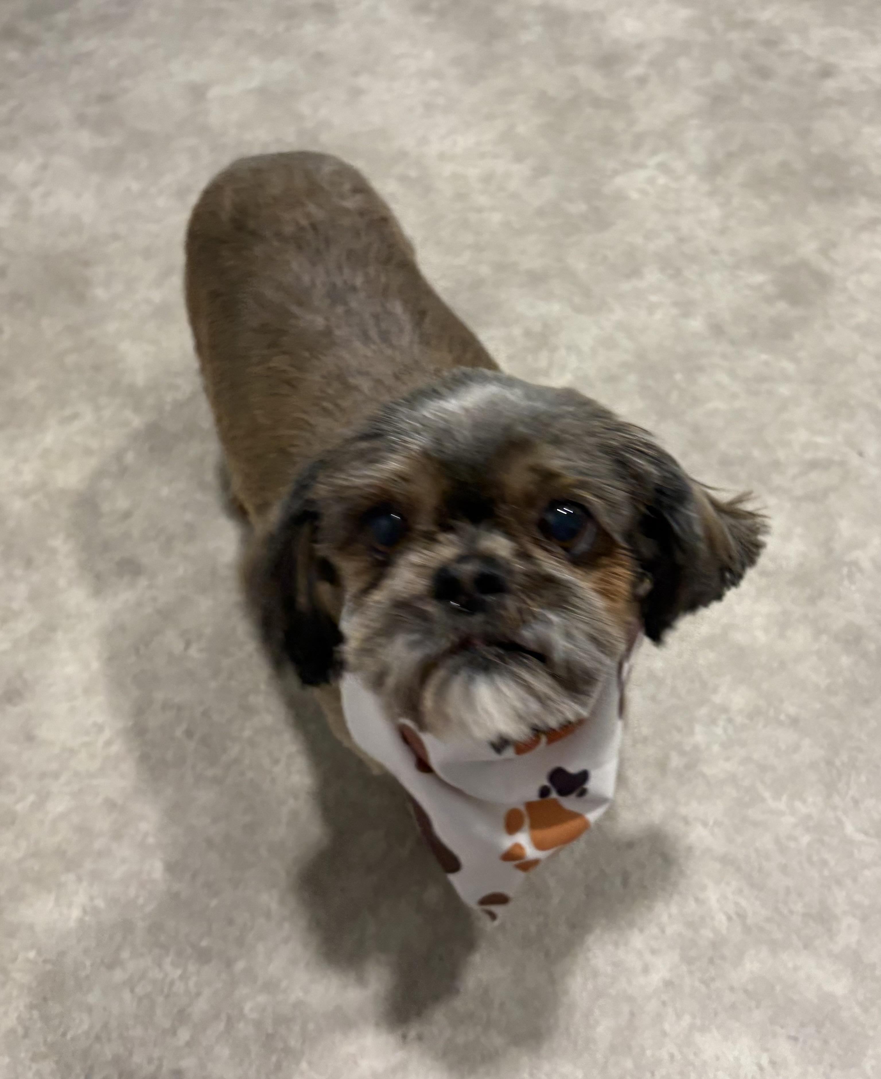 Enlarge Snickers, an adopted Shih Tzu in Grant, NE image 3/4