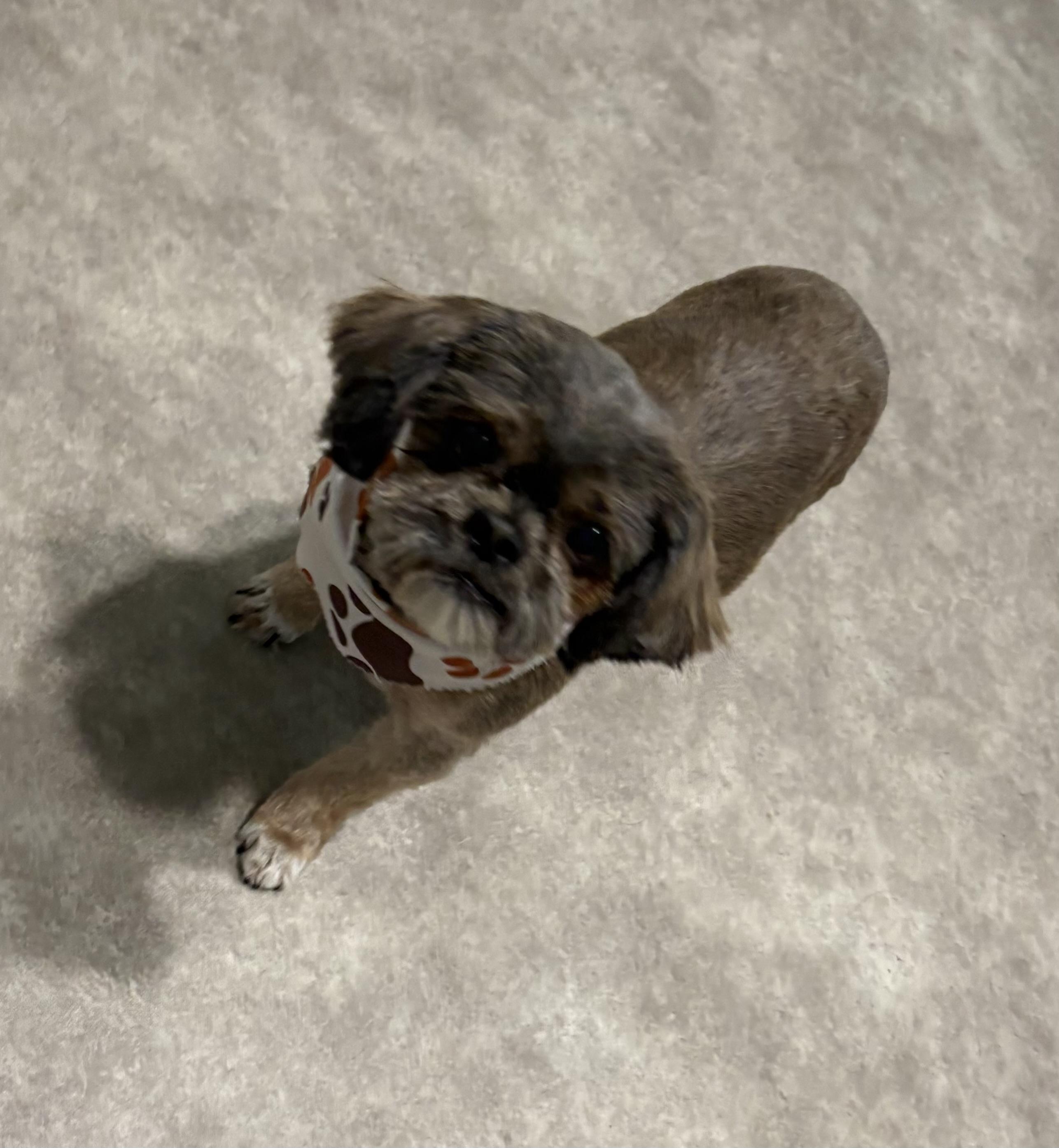 Enlarge Snickers, an adopted Shih Tzu in Grant, NE image 4/4