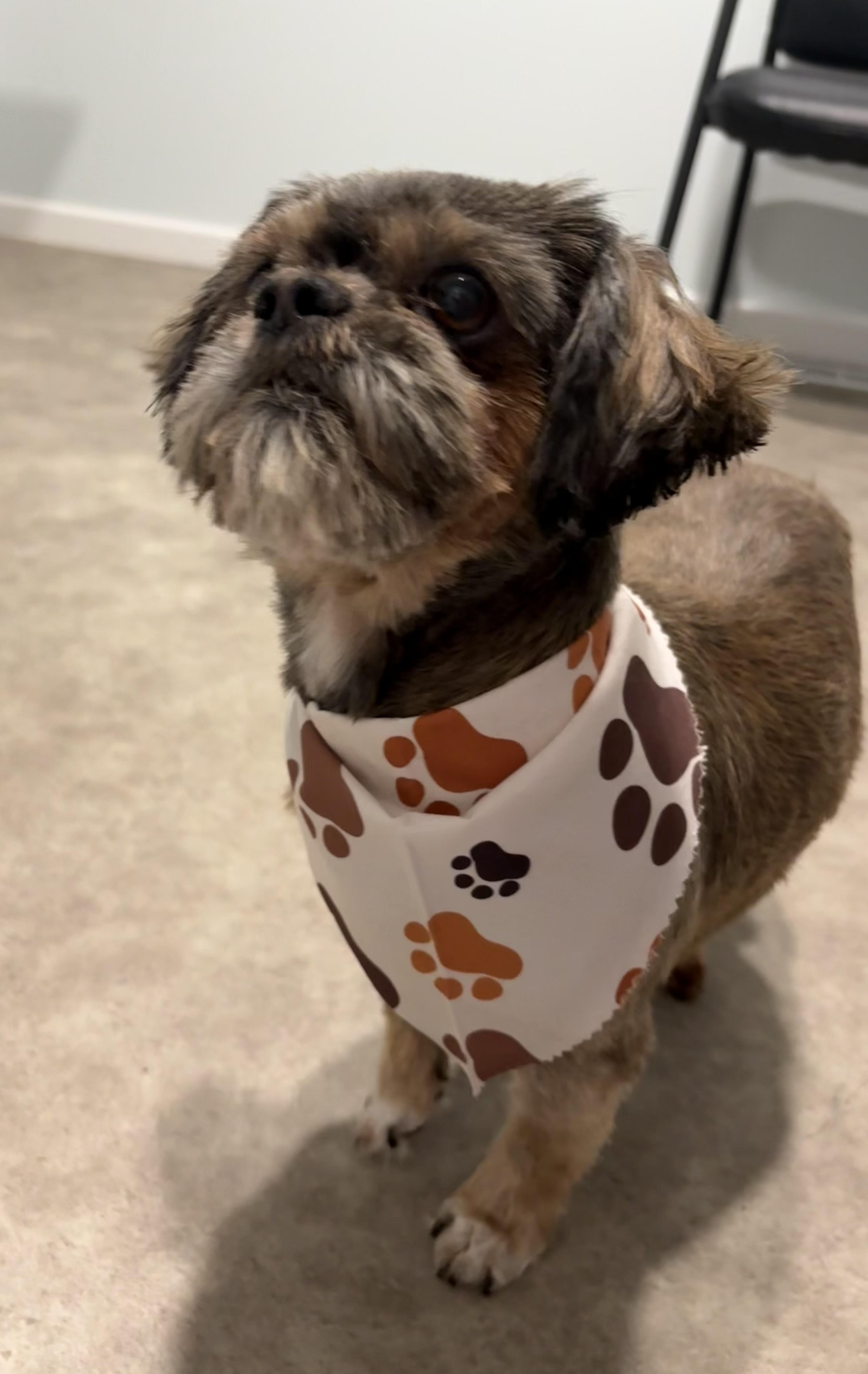 Enlarge Snickers, an adopted Shih Tzu in Grant, NE image 2/4