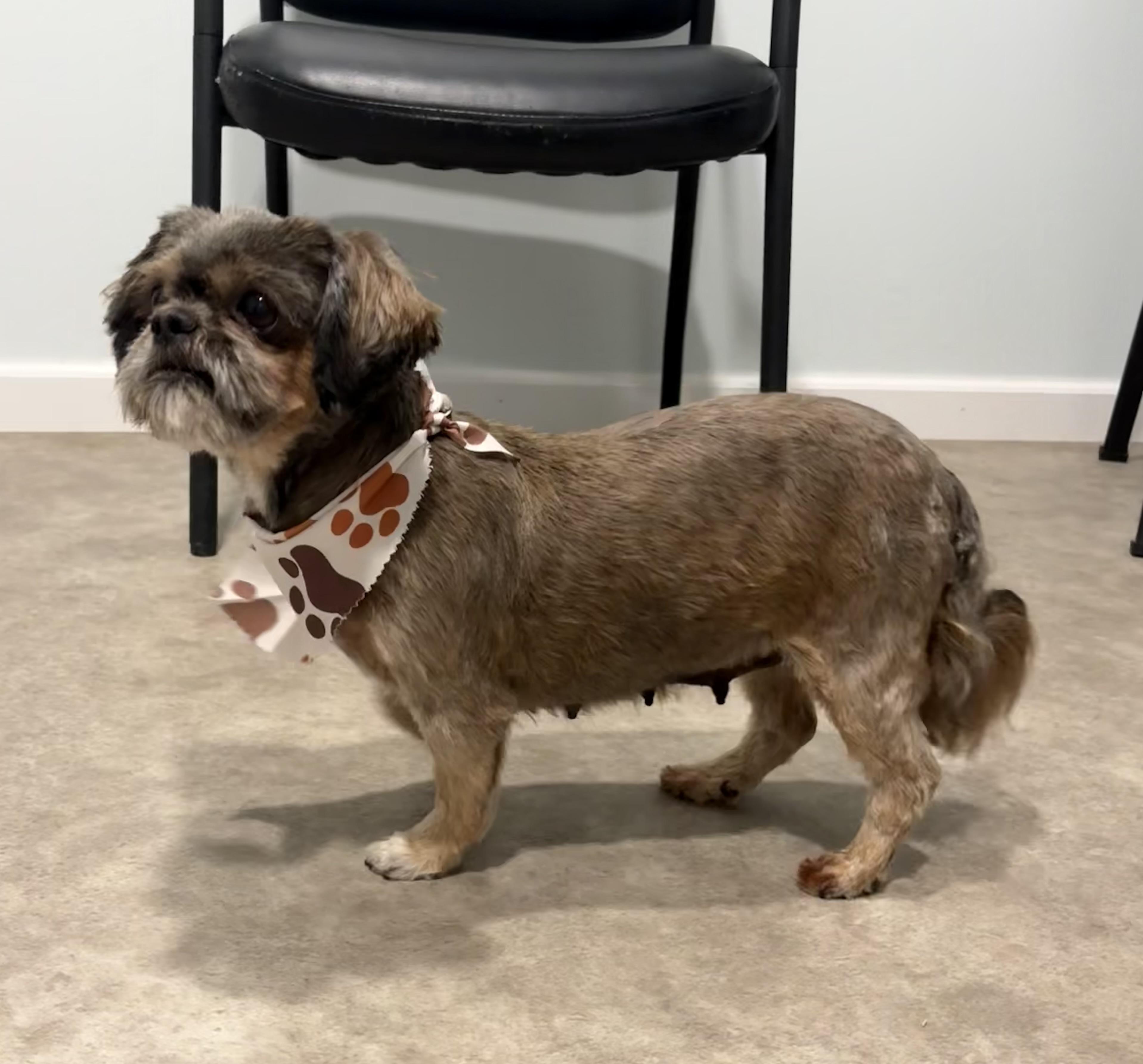 Enlarge Snickers, an adopted Shih Tzu in Grant, NE image 1/4