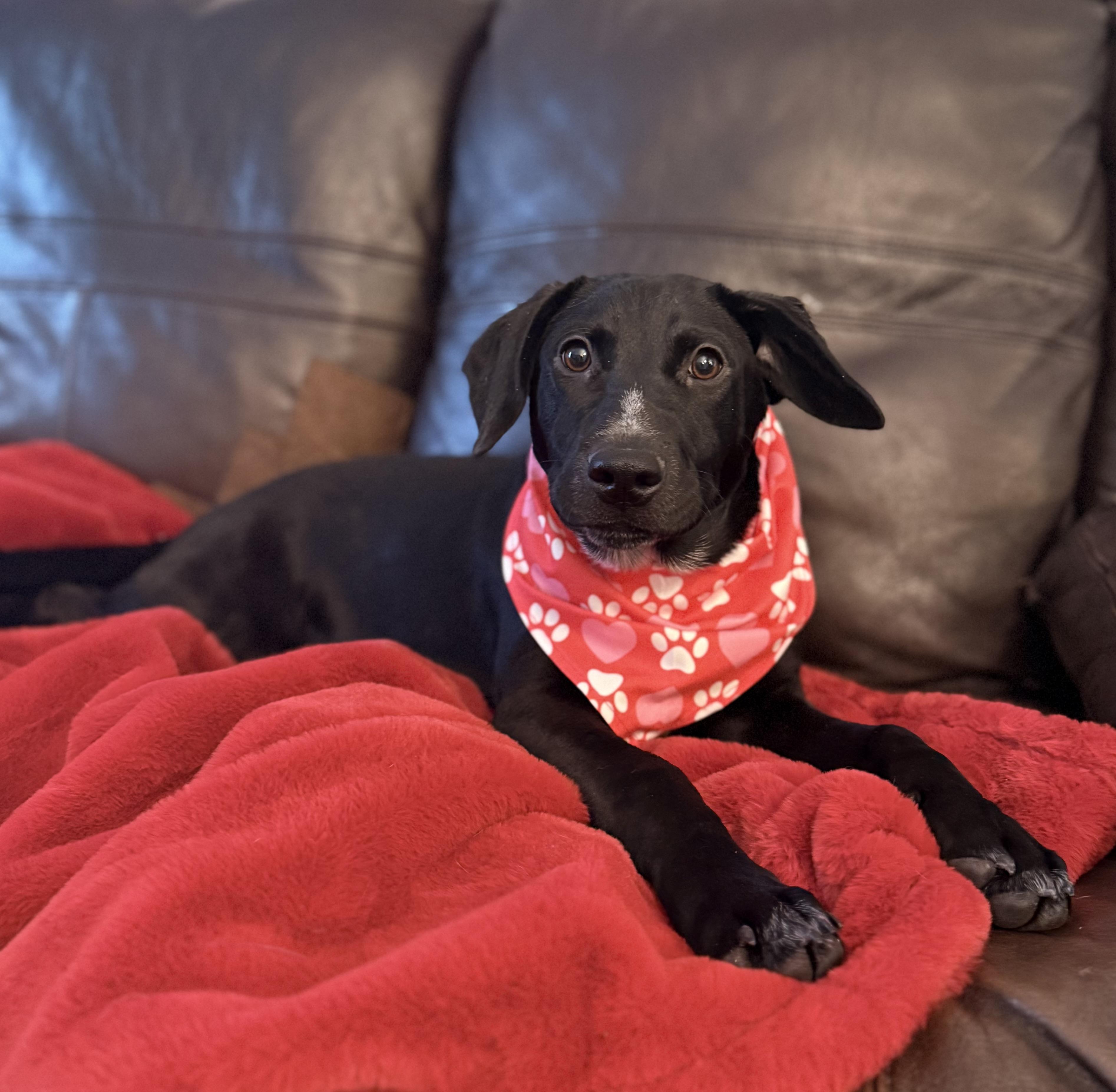 Enlarge Peg, a Adoptable mixed breed in Albany, NY image 3/6