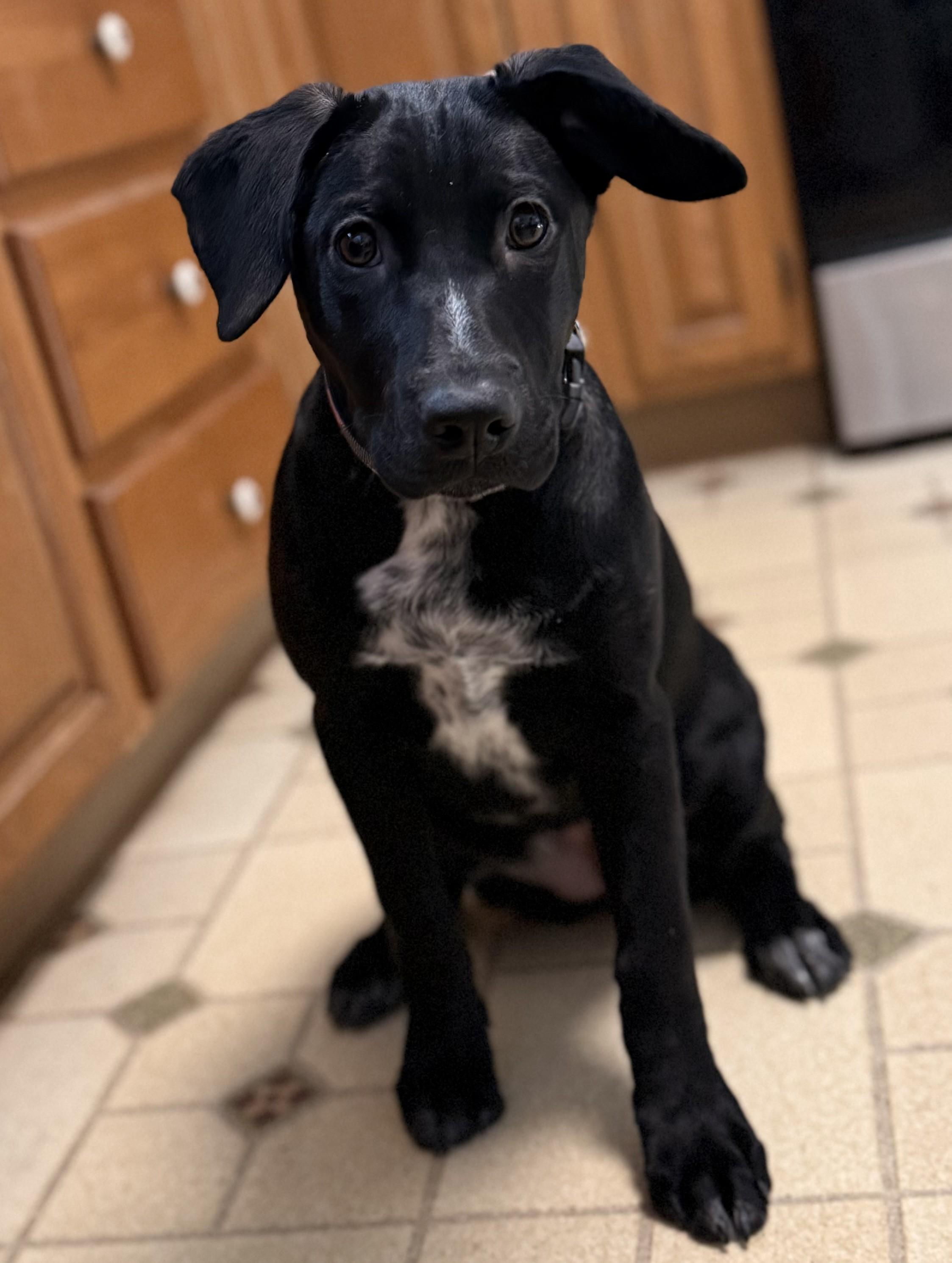 Enlarge Peg, a Adoptable mixed breed in Albany, NY image 6/6