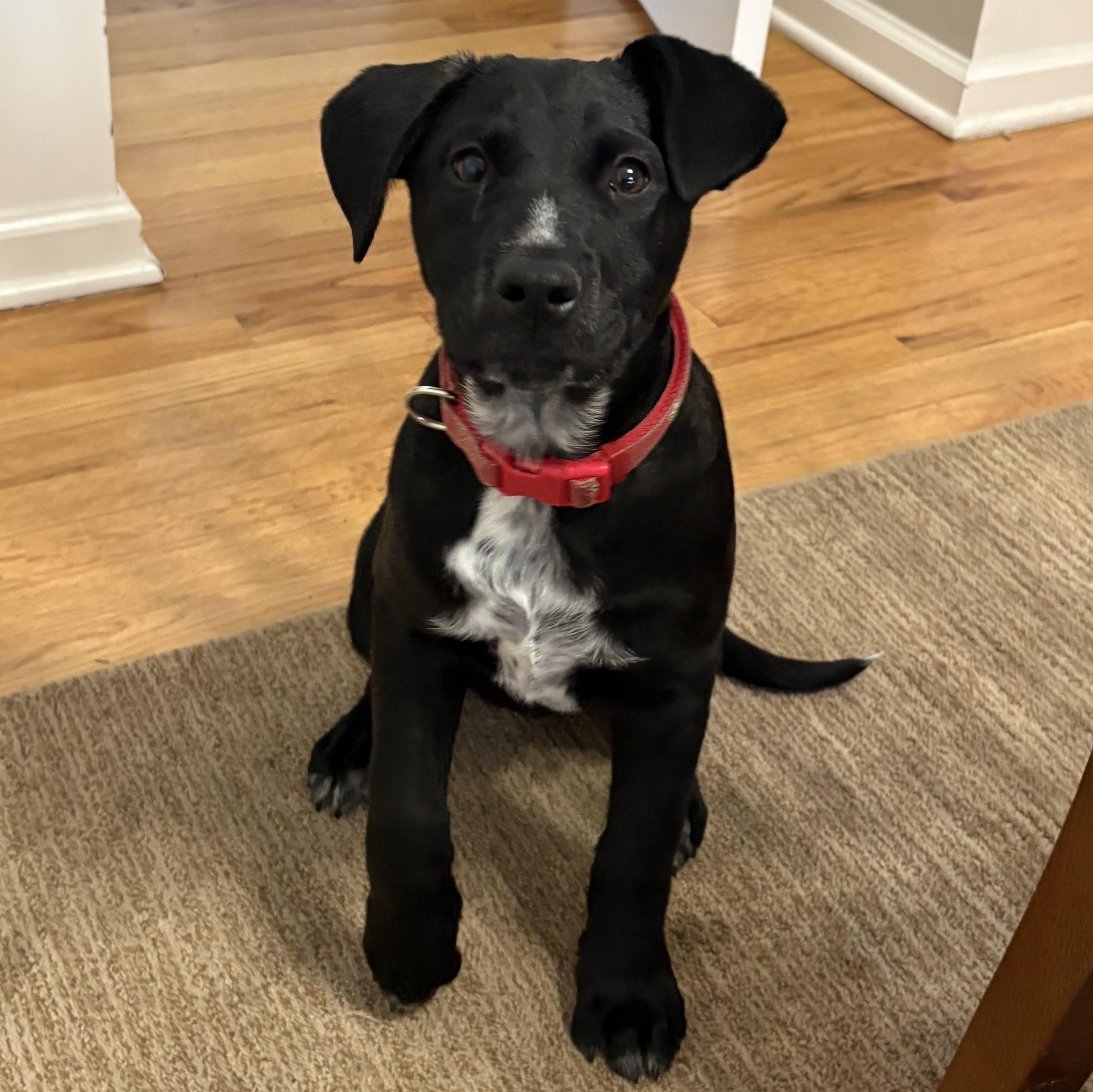 Enlarge Peg, a Adoptable mixed breed in Albany, NY image 2/6