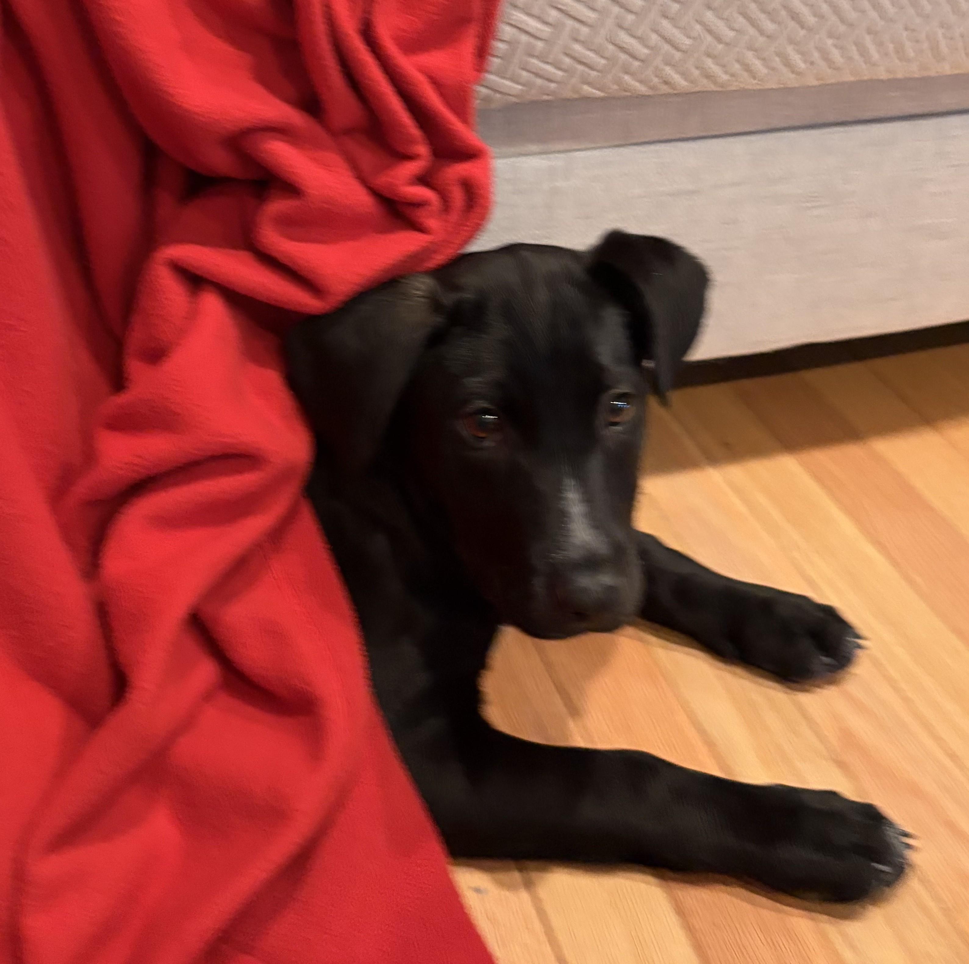 Enlarge Peg, a Adoptable mixed breed in Albany, NY image 3/6