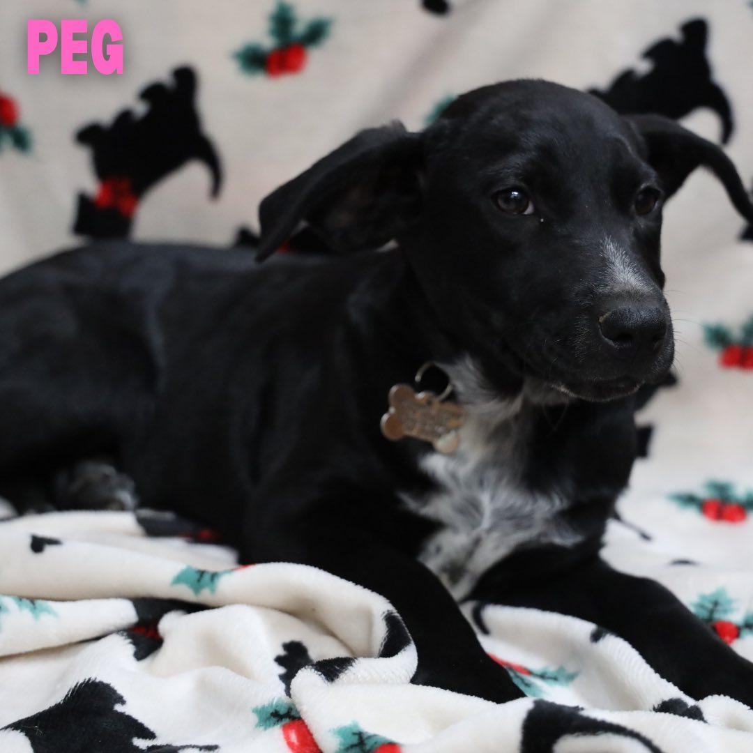 Enlarge Peg, a Adoptable mixed breed in Albany, NY image 4/6