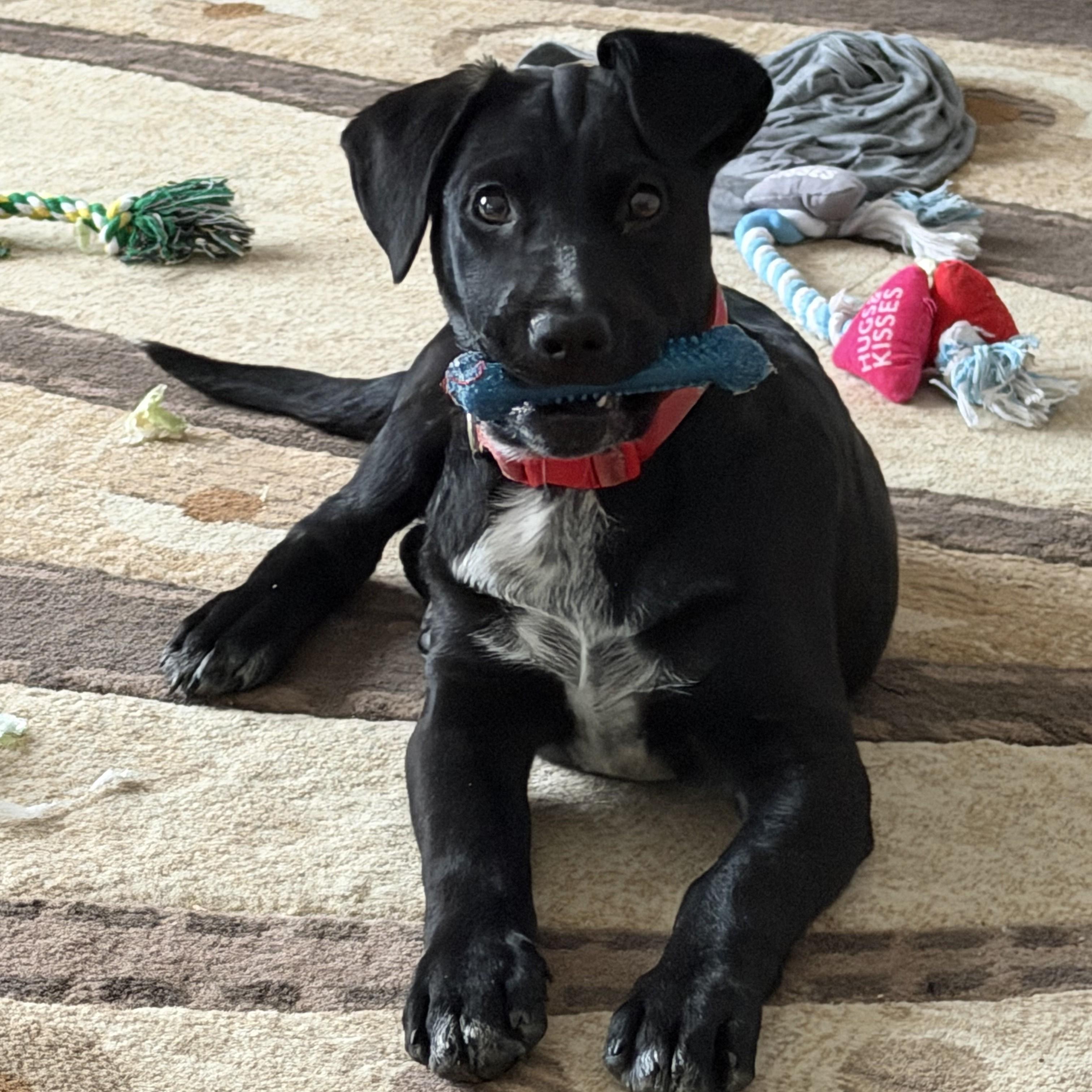 Enlarge Peg, a Adoptable mixed breed in Albany, NY image 6/6