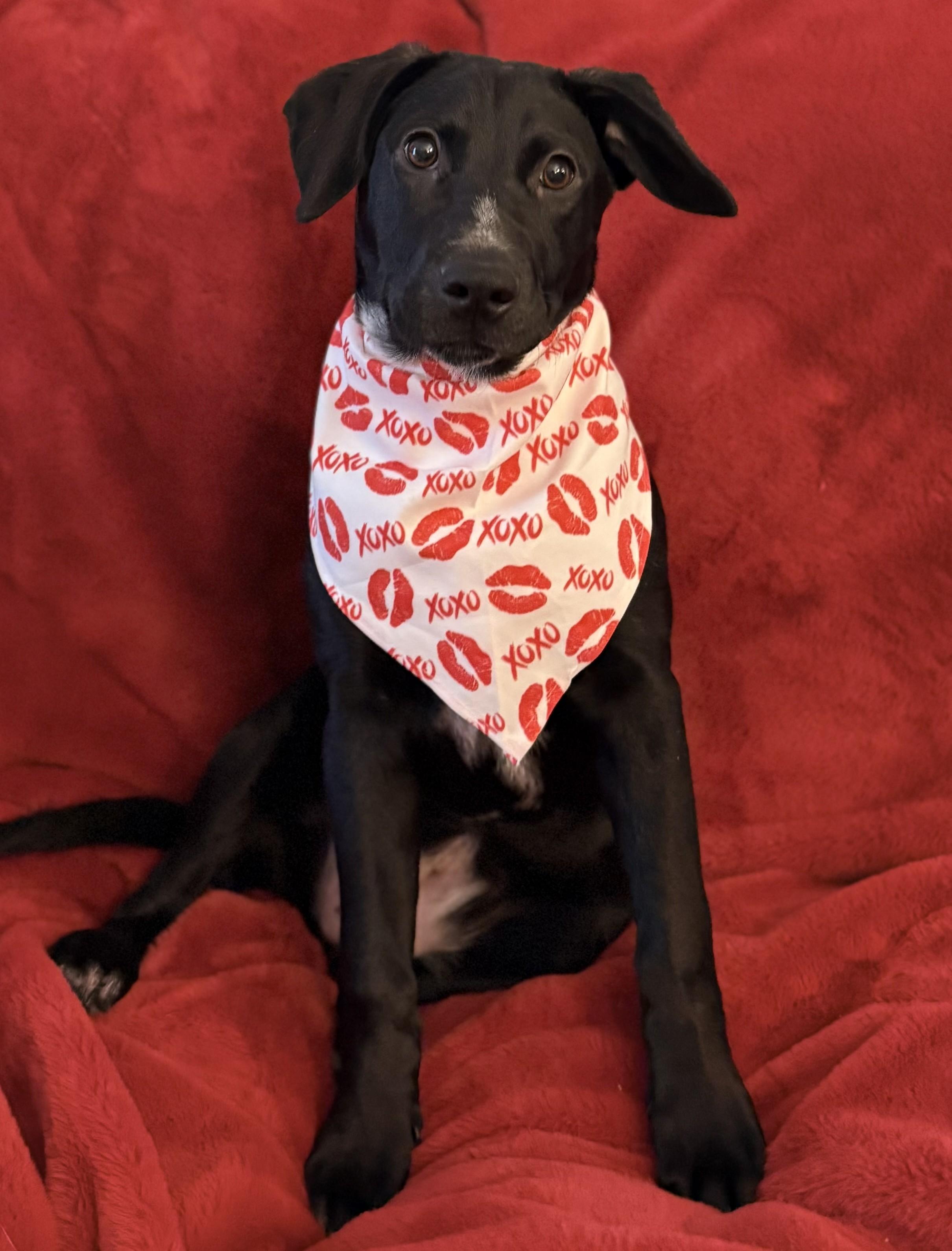 Enlarge Peg, a Adoptable mixed breed in Albany, NY image 2/6