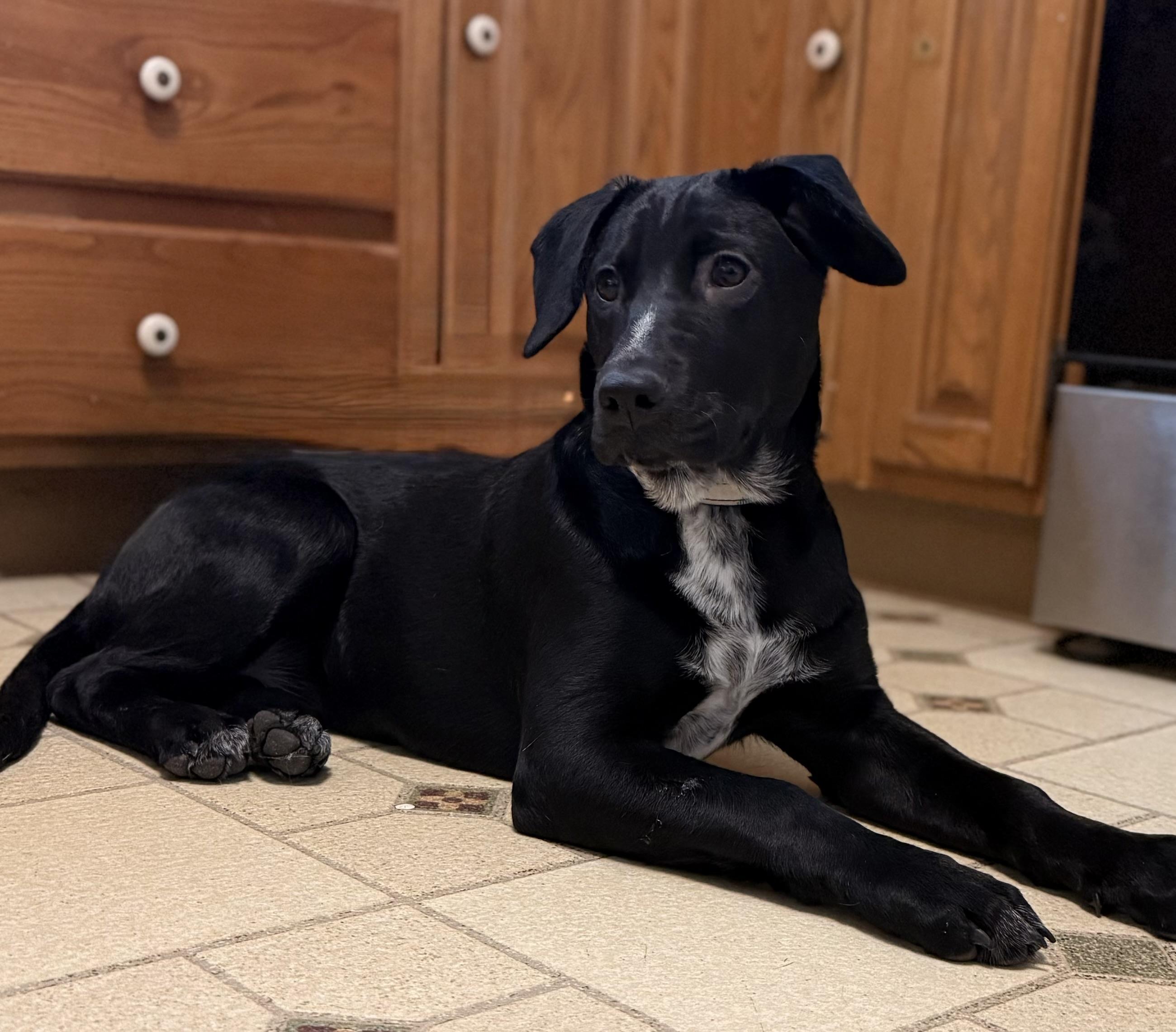 Enlarge Peg, a Adoptable mixed breed in Albany, NY image 4/6