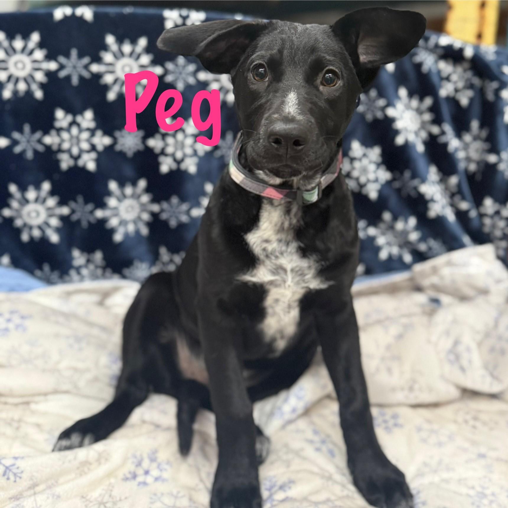 Enlarge Peg, a Adoptable mixed breed in Albany, NY image 1/6