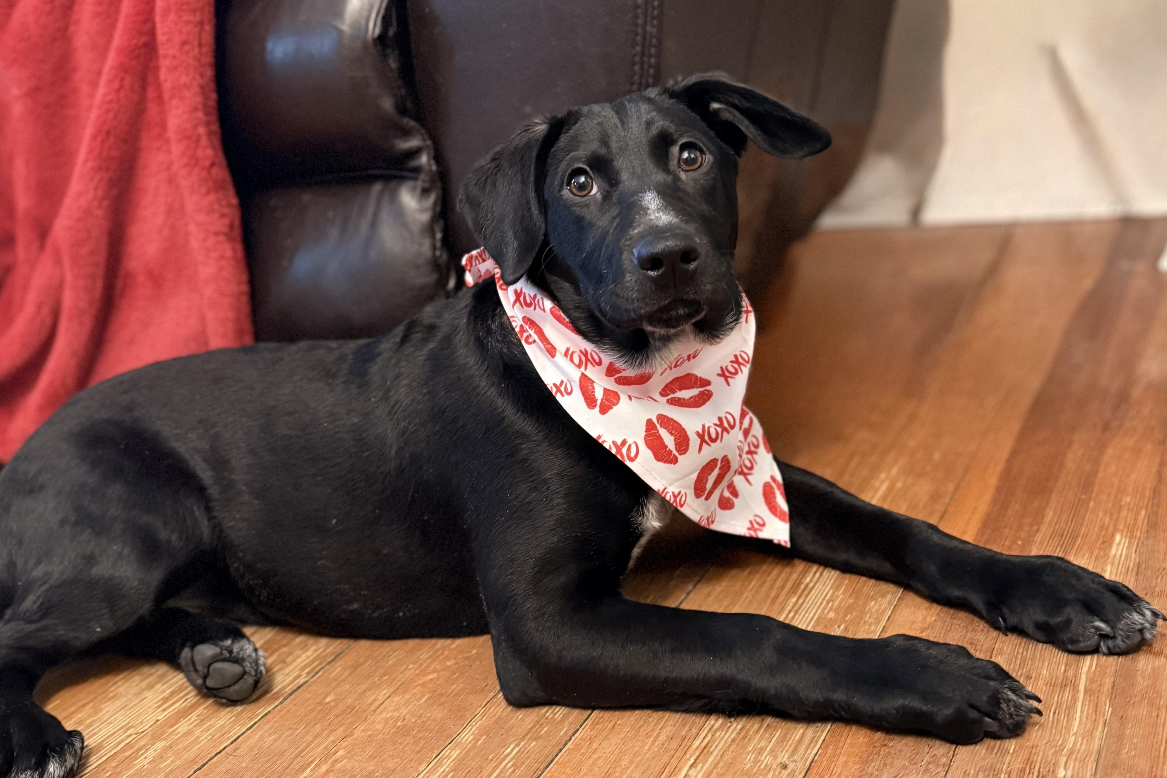 Enlarge Peg, a Adoptable mixed breed in Albany, NY image 5/6