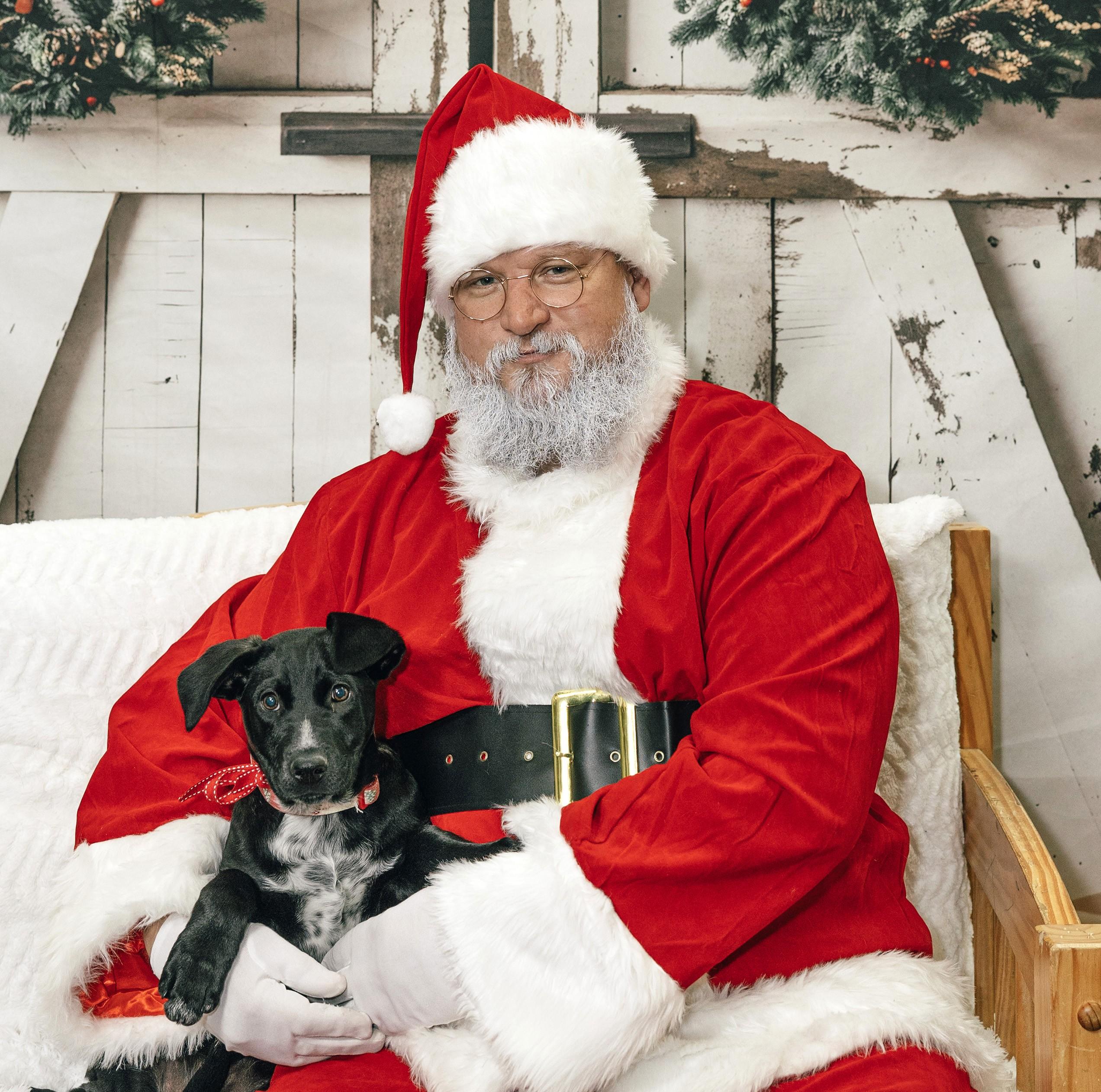 Peg, Adoptable, Puppy Female Collie & Australian Cattle Dog / Blue Heeler.