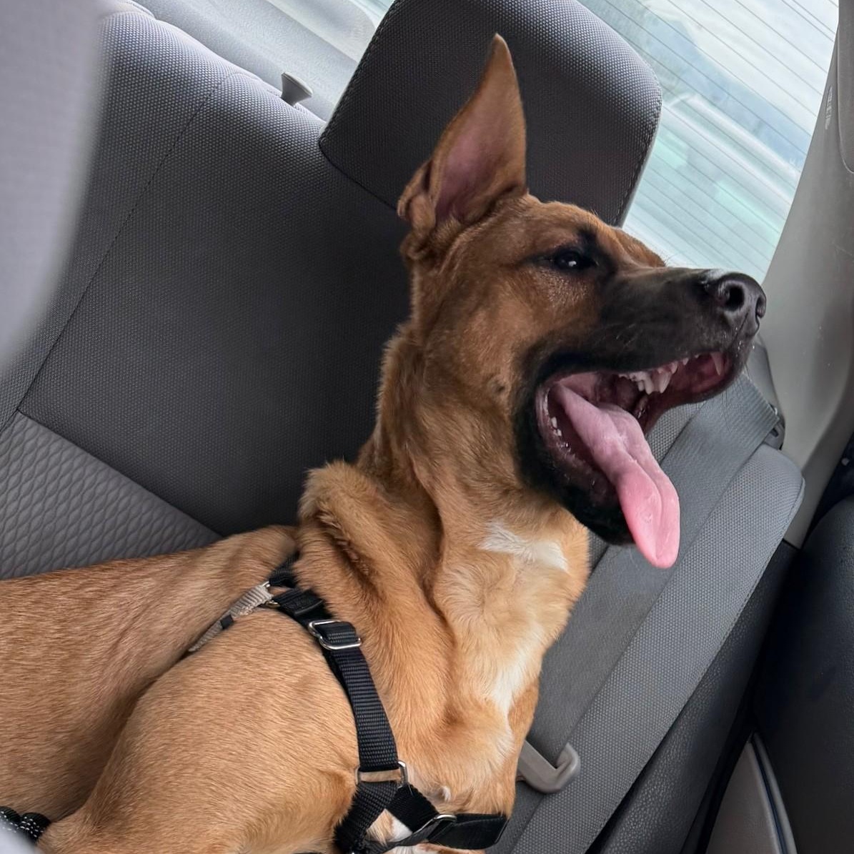 Enlarge Scooby, an adopted mixed breed in Fremont, CA image 1/6