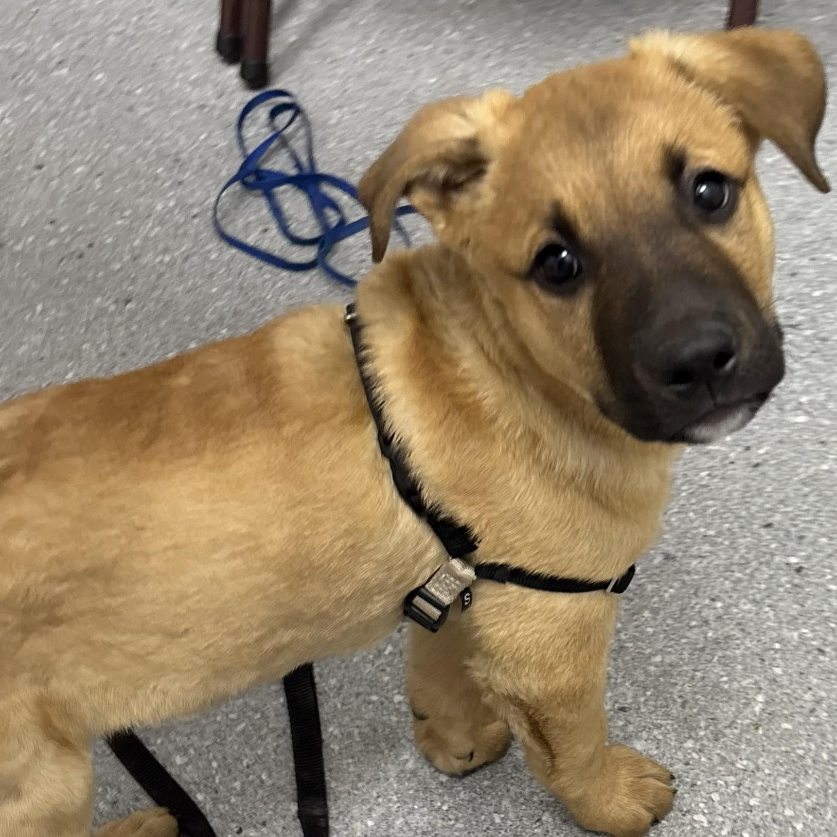 Enlarge Scooby, an adopted mixed breed in Fremont, CA image 6/6