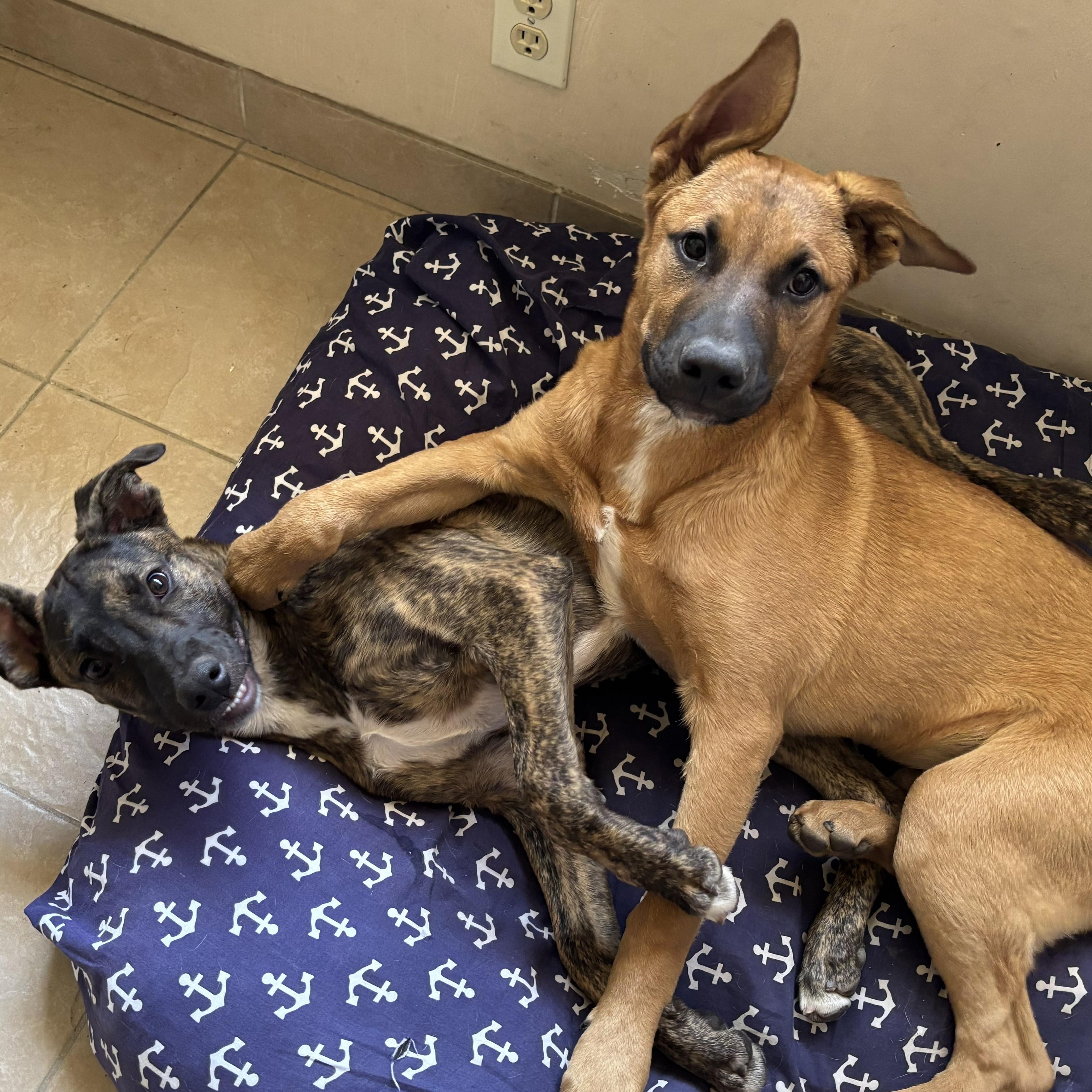 Enlarge Scooby, an adopted mixed breed in Fremont, CA image 3/6