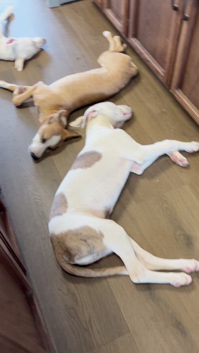 Enlarge Scooby, an adopted mixed breed in Fremont, CA video 5/6