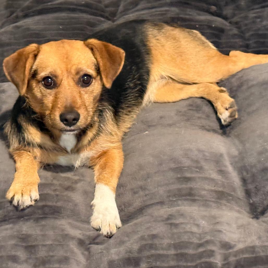 Enlarge Amber, a Adoptable Wirehaired Terrier in San Saba, TX image 1/1