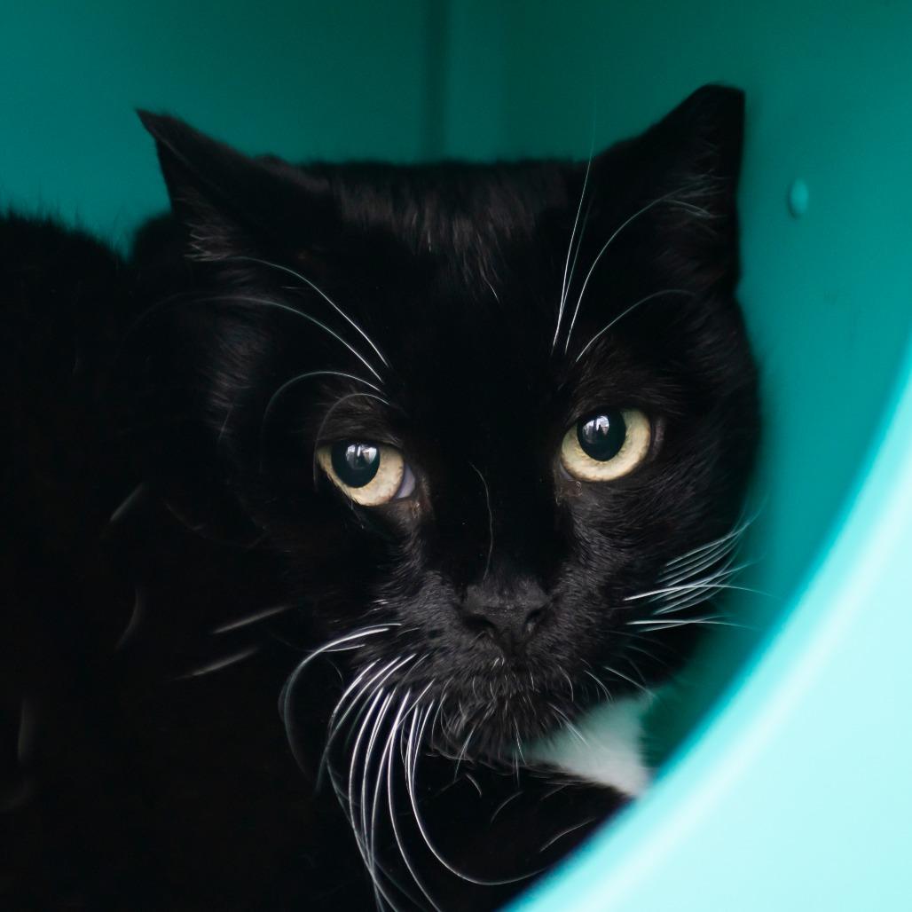 Lydia, a Adoptable Domestic Short Hair in Middletown, RI image 1/2
