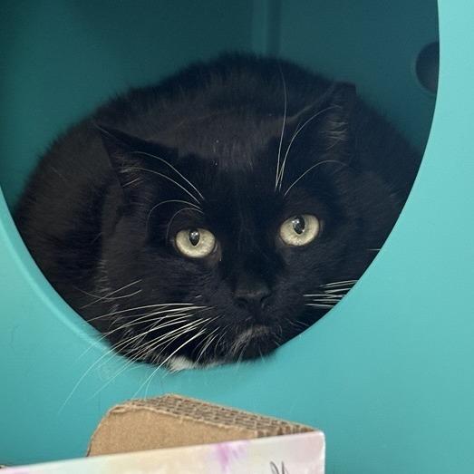 Lydia, a Adoptable Domestic Short Hair in Middletown, RI image 2/2
