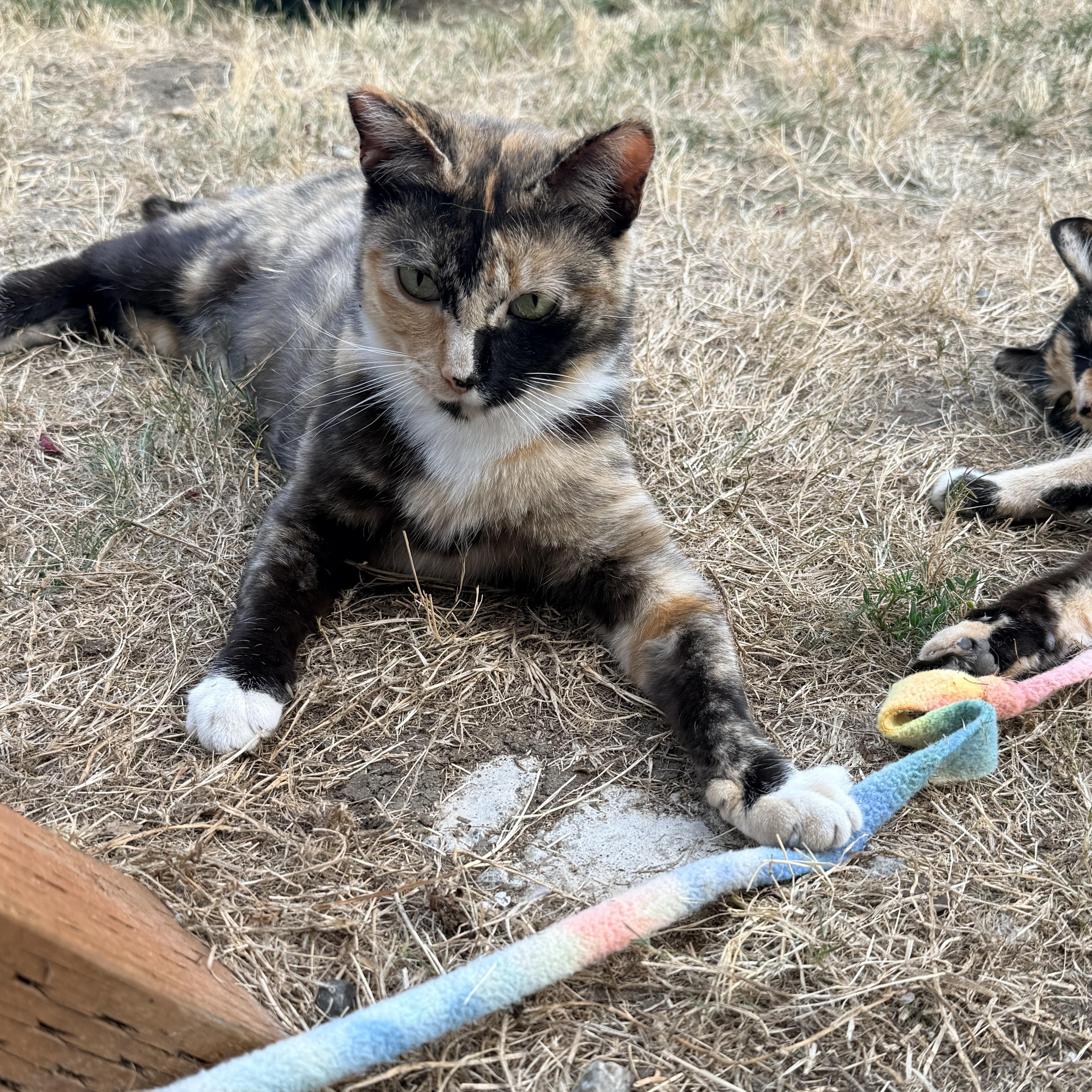 Enlarge Mango & Harley - Duo Looking for Home with Catio, a Adoptable American Shorthair in Seattle, WA image 2/2