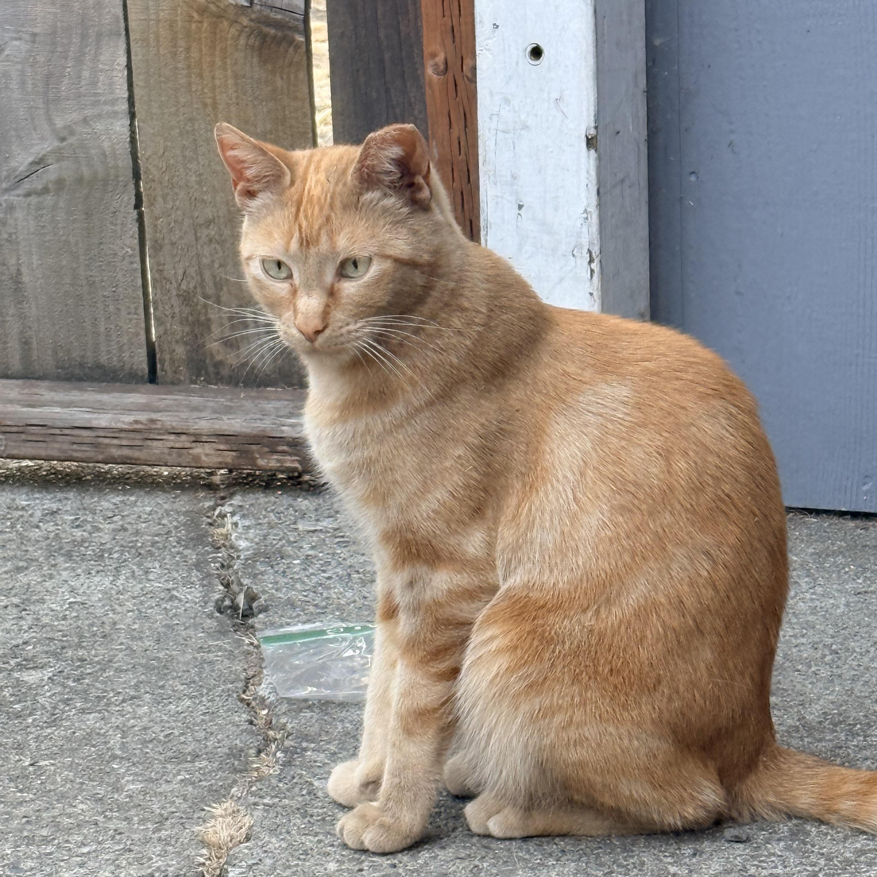 Mango & Harley - Duo Looking for Home with Catio, Adoptable, Young Male American Shorthair.