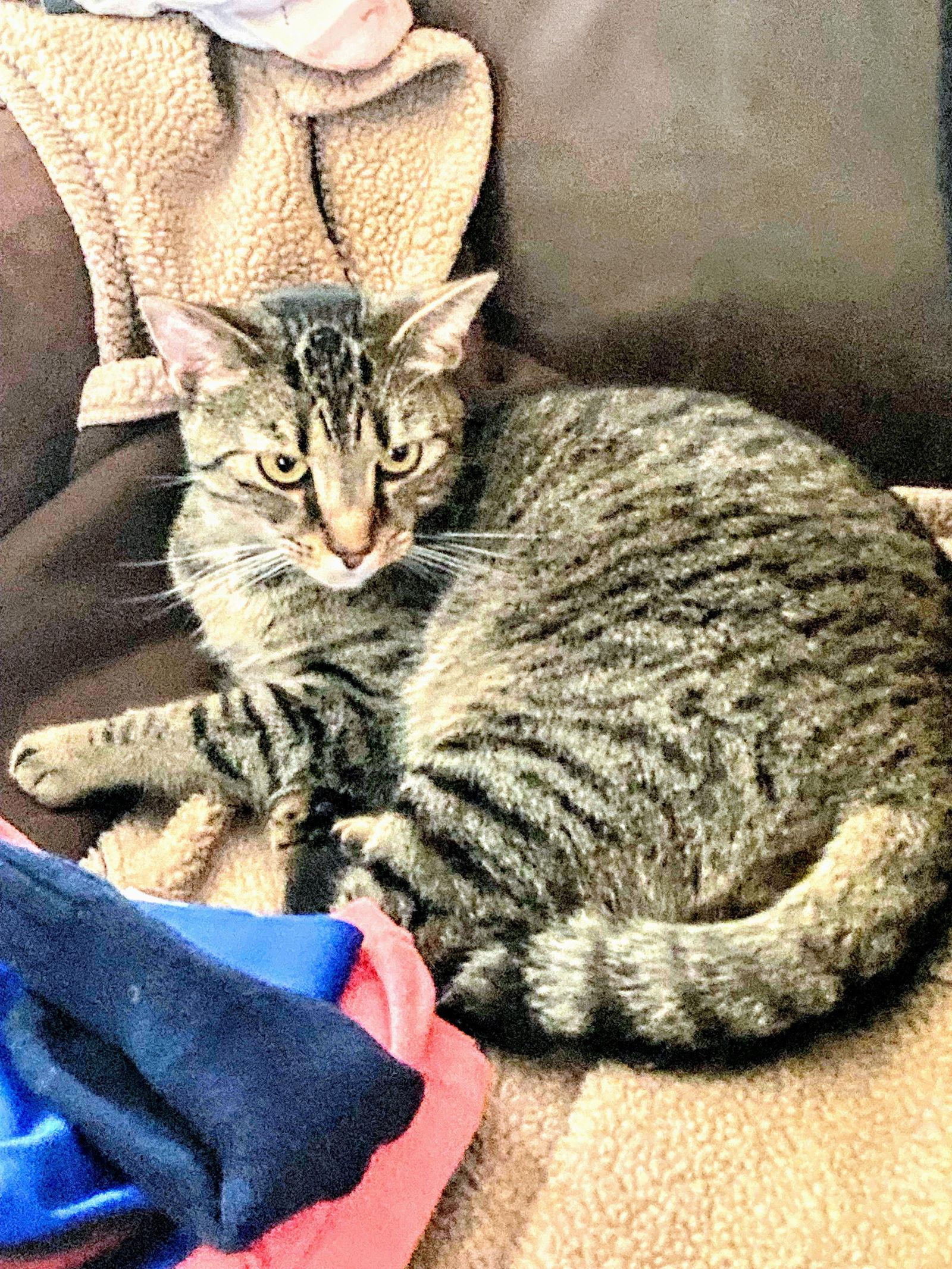 Jonas, Adoptable, Adult Male Domestic Short Hair.