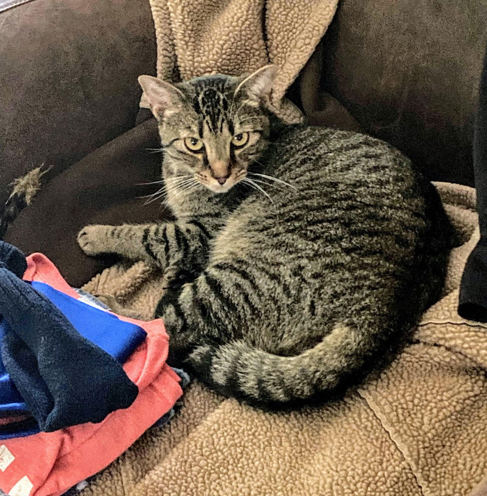 Jonas, a Adoptable Domestic Short Hair in Livonia, MI image 2/3