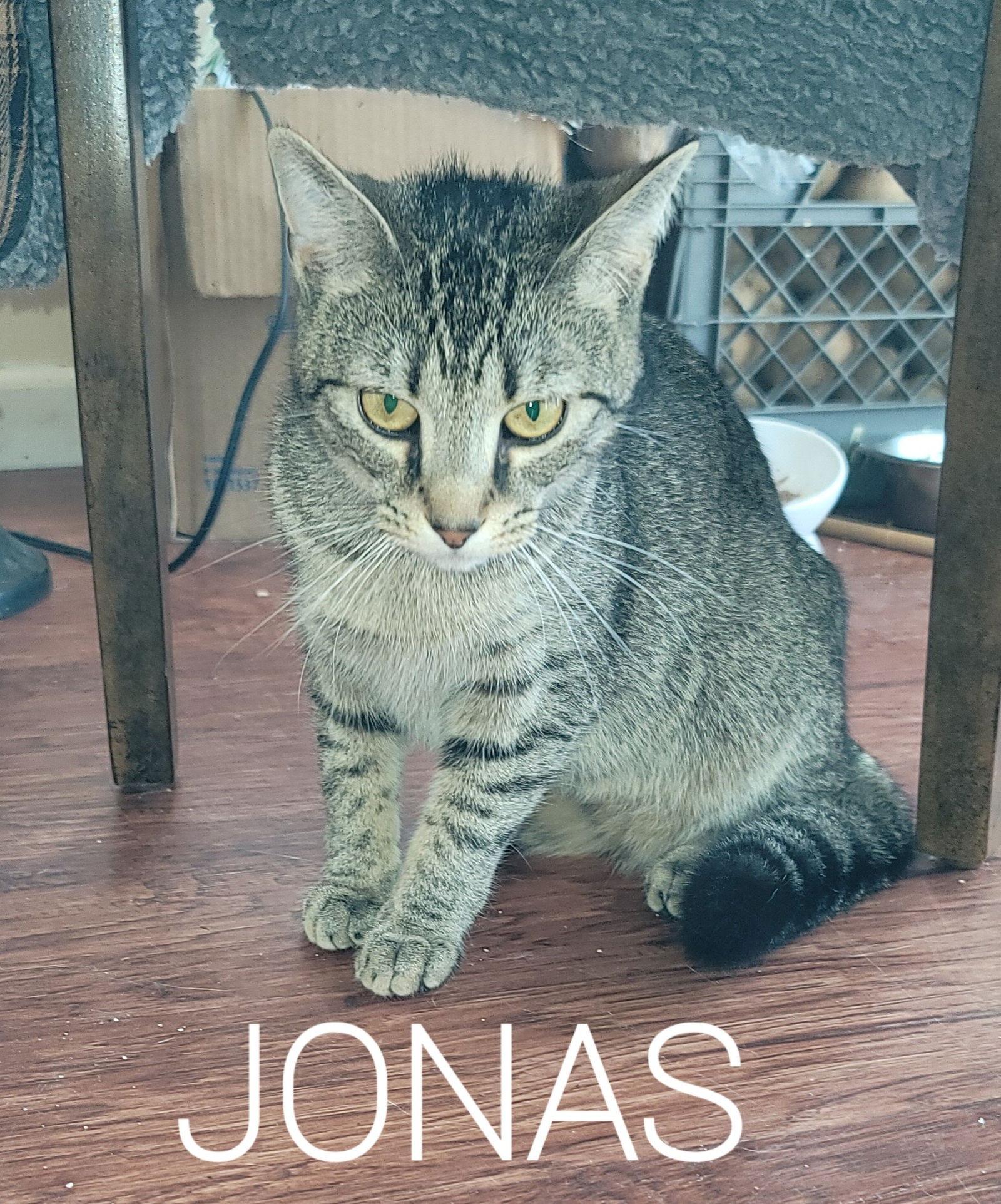 Jonas, a Adoptable Domestic Short Hair in Livonia, MI image 3/3