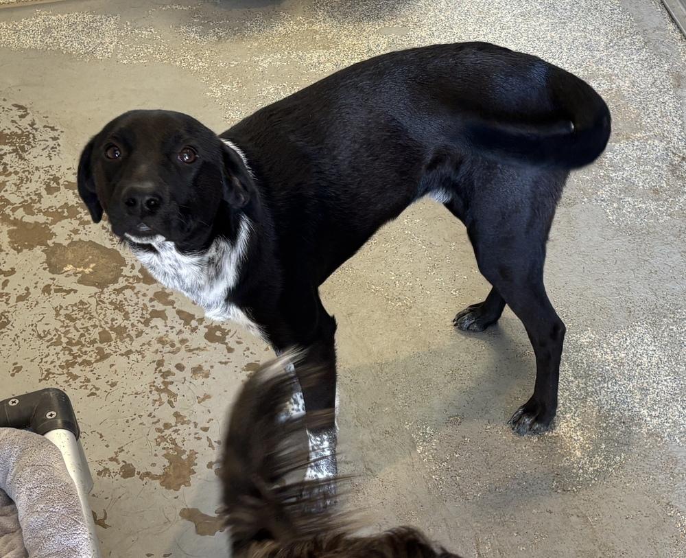 Enlarge Wishbone, a Adoptable mixed breed in Bartlesville, OK image 1/2