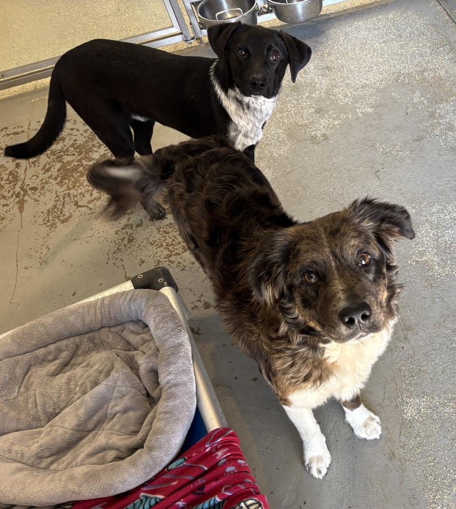 Enlarge Wishbone, a Adoptable mixed breed in Bartlesville, OK image 2/2