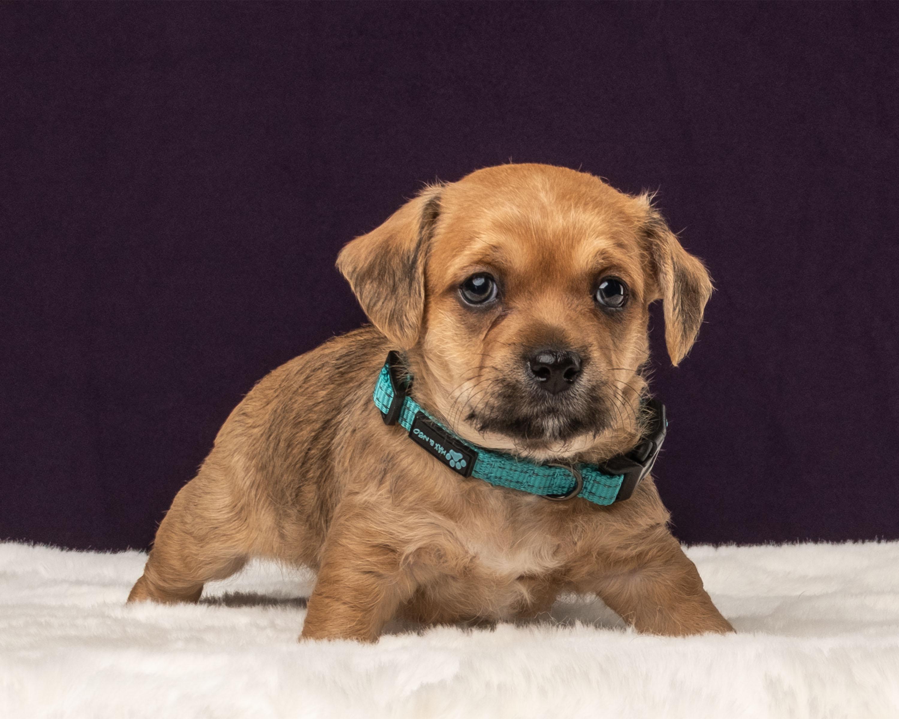 Cosmo, a Adoptable mixed breed in Aiken, SC image 4/5