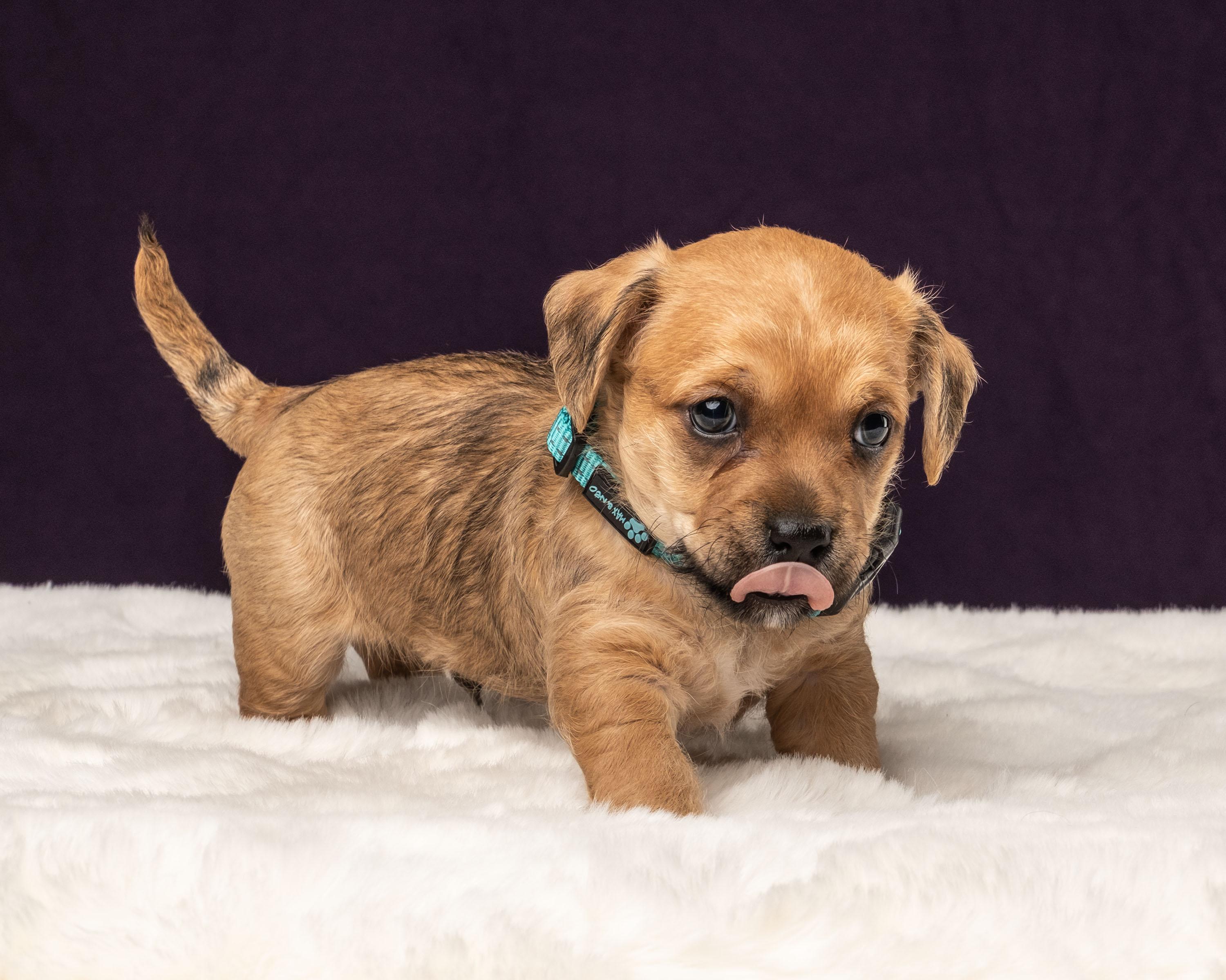 Cosmo, a Adoptable mixed breed in Aiken, SC image 3/5