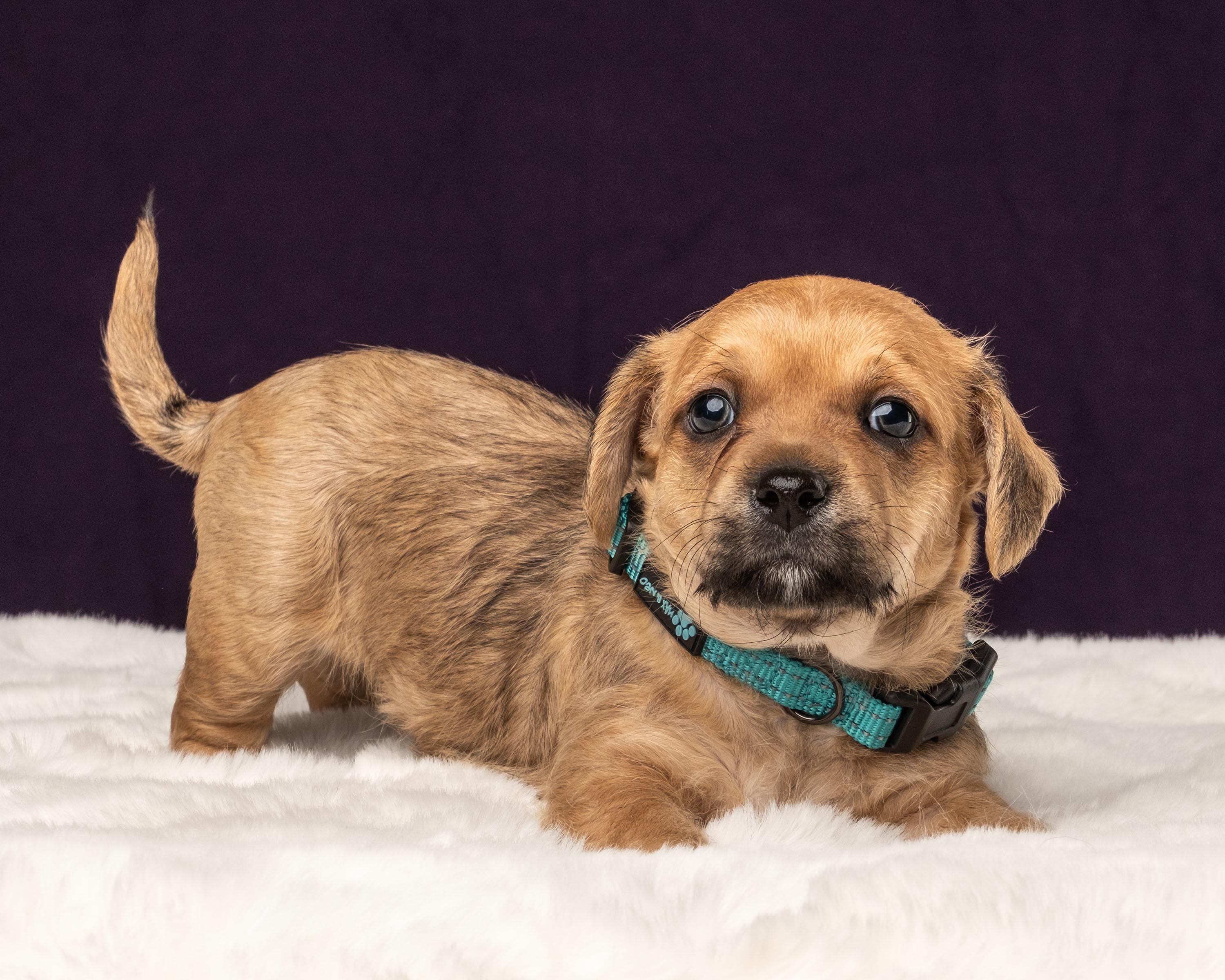 Cosmo, Adoptable, Puppy Male Shih Tzu & Chihuahua.