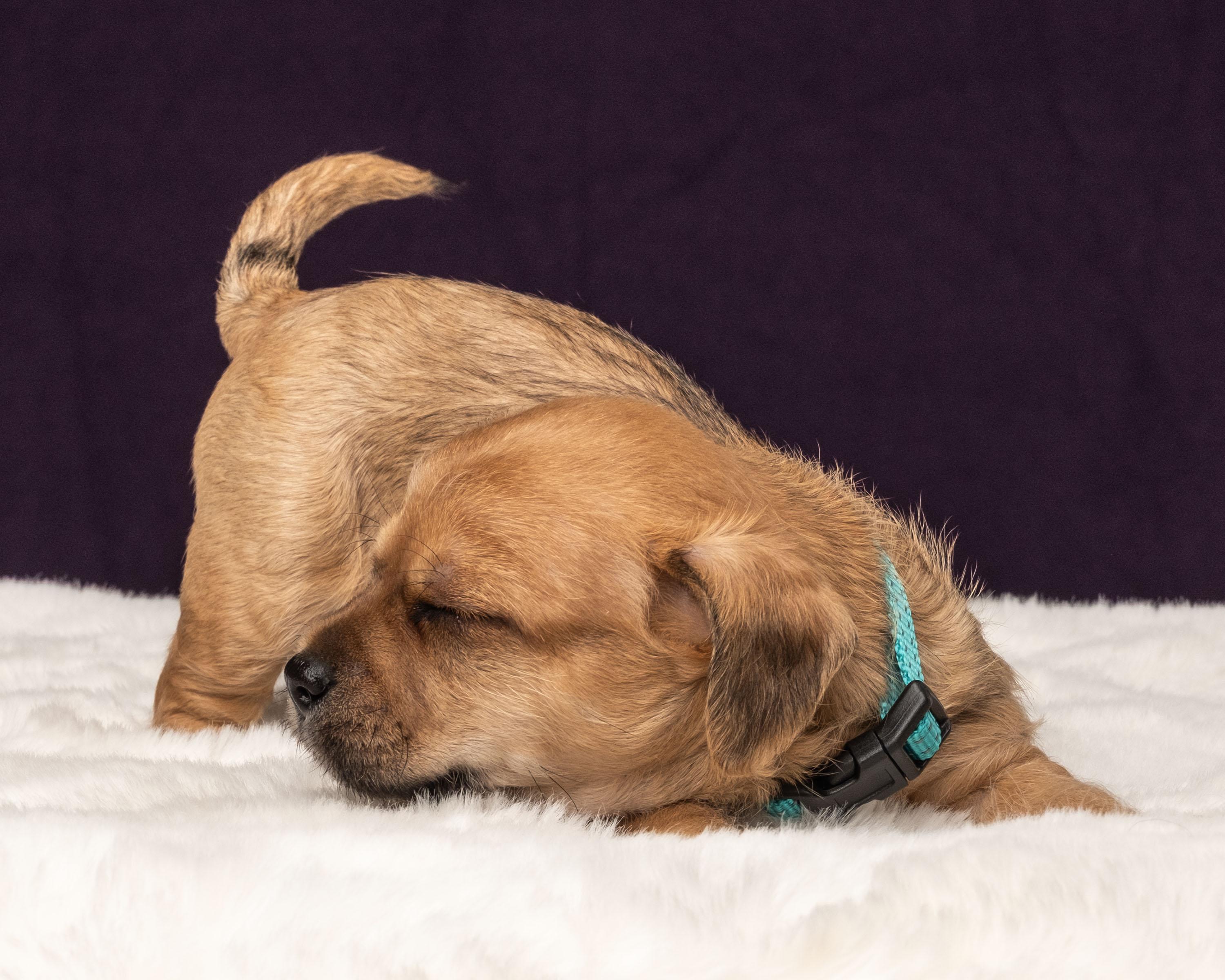 Cosmo, a Adoptable mixed breed in Aiken, SC image 2/5