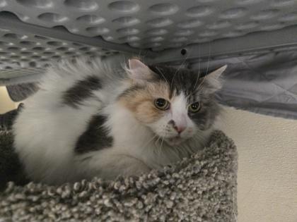 Katya OF122, Adoptable, Adult Female Domestic Long Hair & Domestic Short Hair.