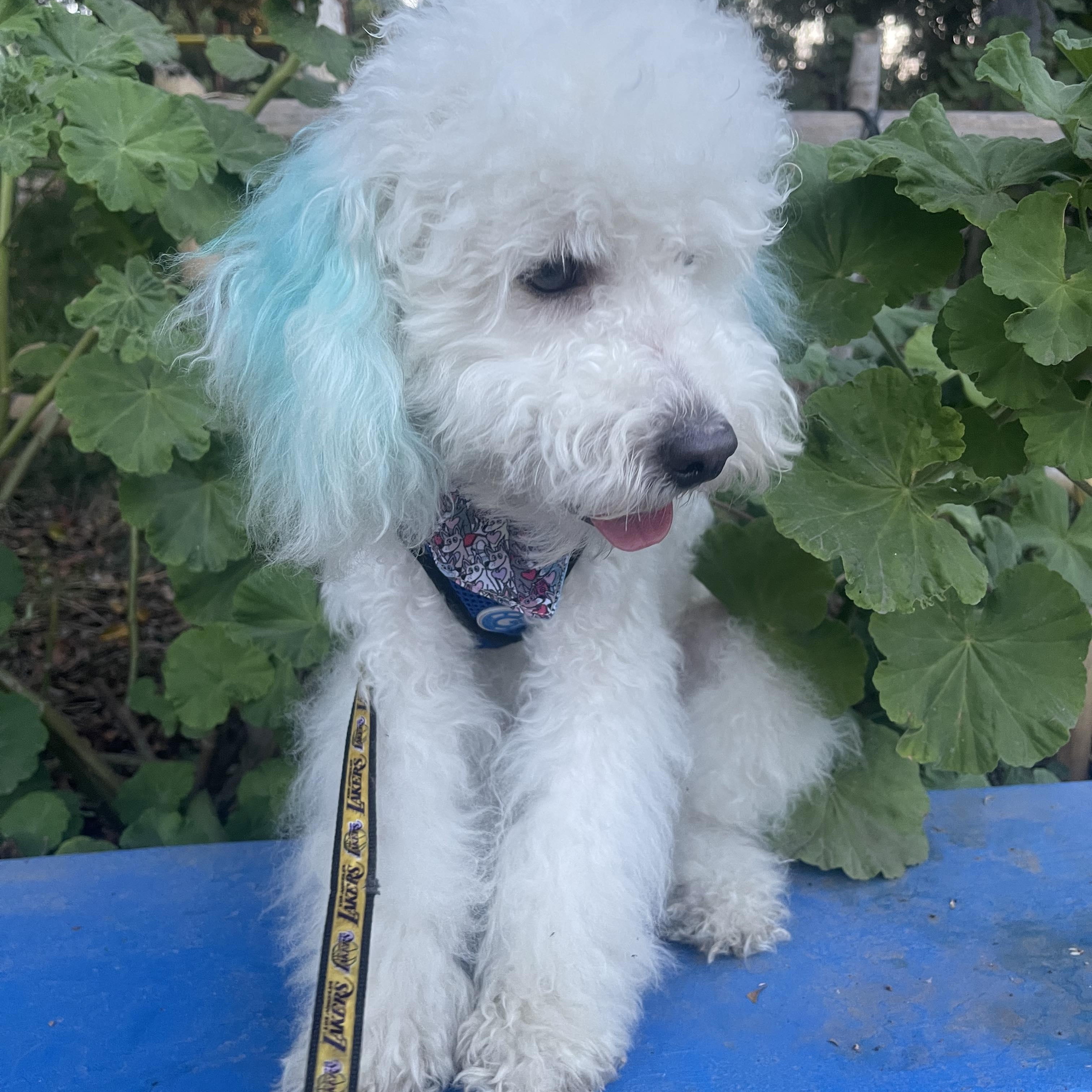 RAYO 7 months 12.5 pounds, an adoptable Cockapoo, Poodle in san diego, CA, 92101 | Photo Image 4