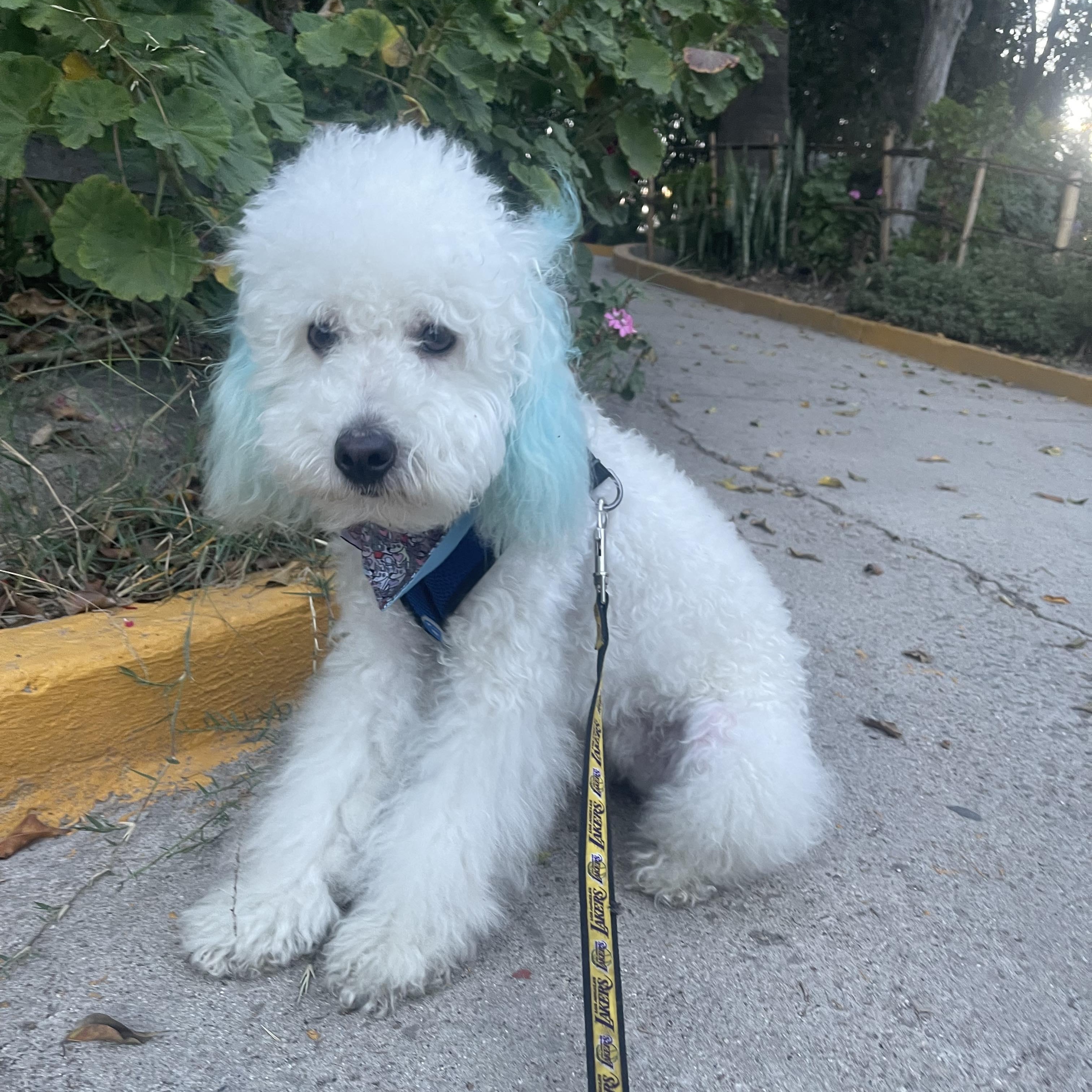 RAYO 7 months 12.5 pounds, an adoptable Cockapoo, Poodle in san diego, CA, 92101 | Photo Image 3
