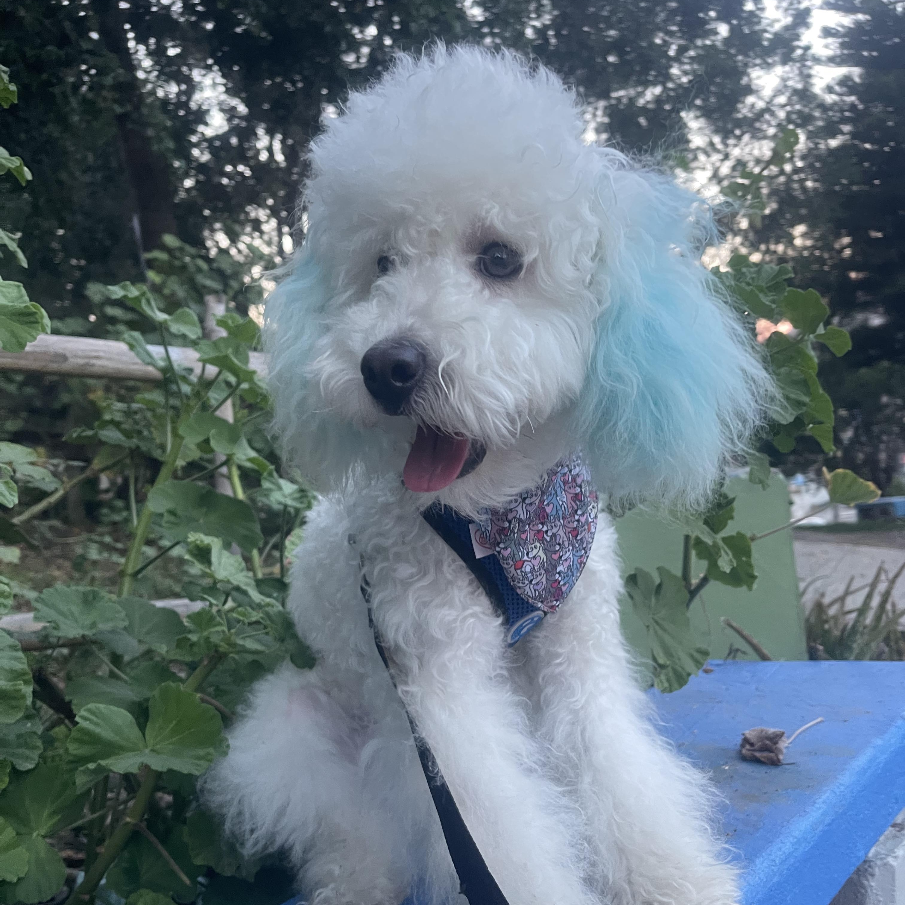RAYO 7 months 12.5 pounds, an adoptable Cockapoo, Poodle in san diego, CA, 92101 | Photo Image 6